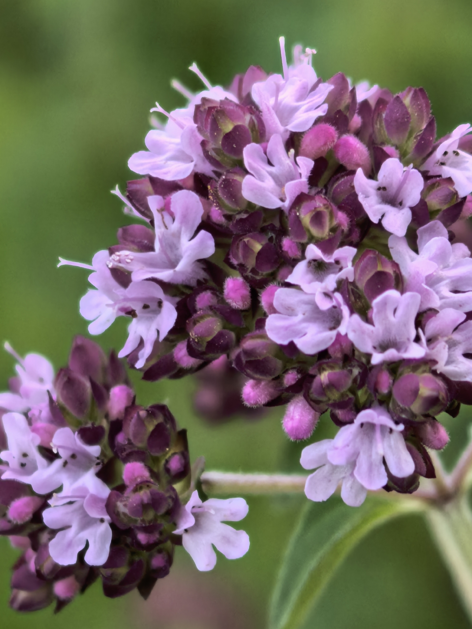 This is a close-up, macro photograph of a cluster of small, light purple flowers with dark purple buds. The flowers have delicate, five-petaled structures and prominent stamens. They are arranged densely on a stem, with some flowers in full bloom and others still in bud or partially opened. The background is a soft, out-of-focus green, suggesting a natural outdoor setting, possibly a garden or field, with a shallow depth of field. The lighting appears to be natural daylight, highlighting the textures and colors of the flowers. There are no people, text, or specific event indicated in the image. The focus is entirely on the botanical subject matter.