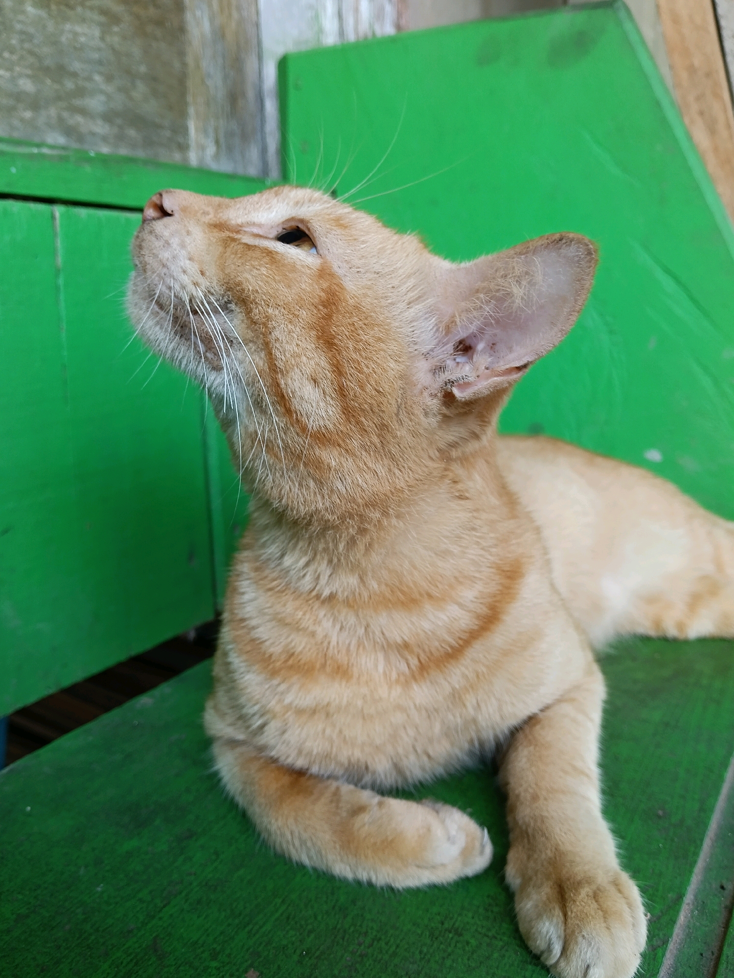 A ginger cat lies on a bright green wooden surface, with another green surface behind it. The cat is looking upwards and to the left. Its fur is short and appears to be striped. Its paws are visible, and it is lying down. The background surfaces are slightly weathered. This scene is located in Muara Siberut, Indonesia.