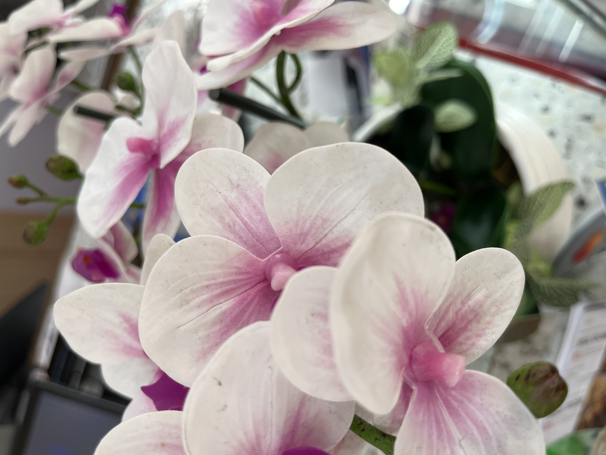 A close-up image shows several white and pink orchid flowers with green leaves in the background. The focus is on the petals of the flowers, which are predominantly white with pink markings. The background is blurry, but what appears to be a countertop, a white container, and some greenery can be seen. The location is Unknown, Indonesia.
