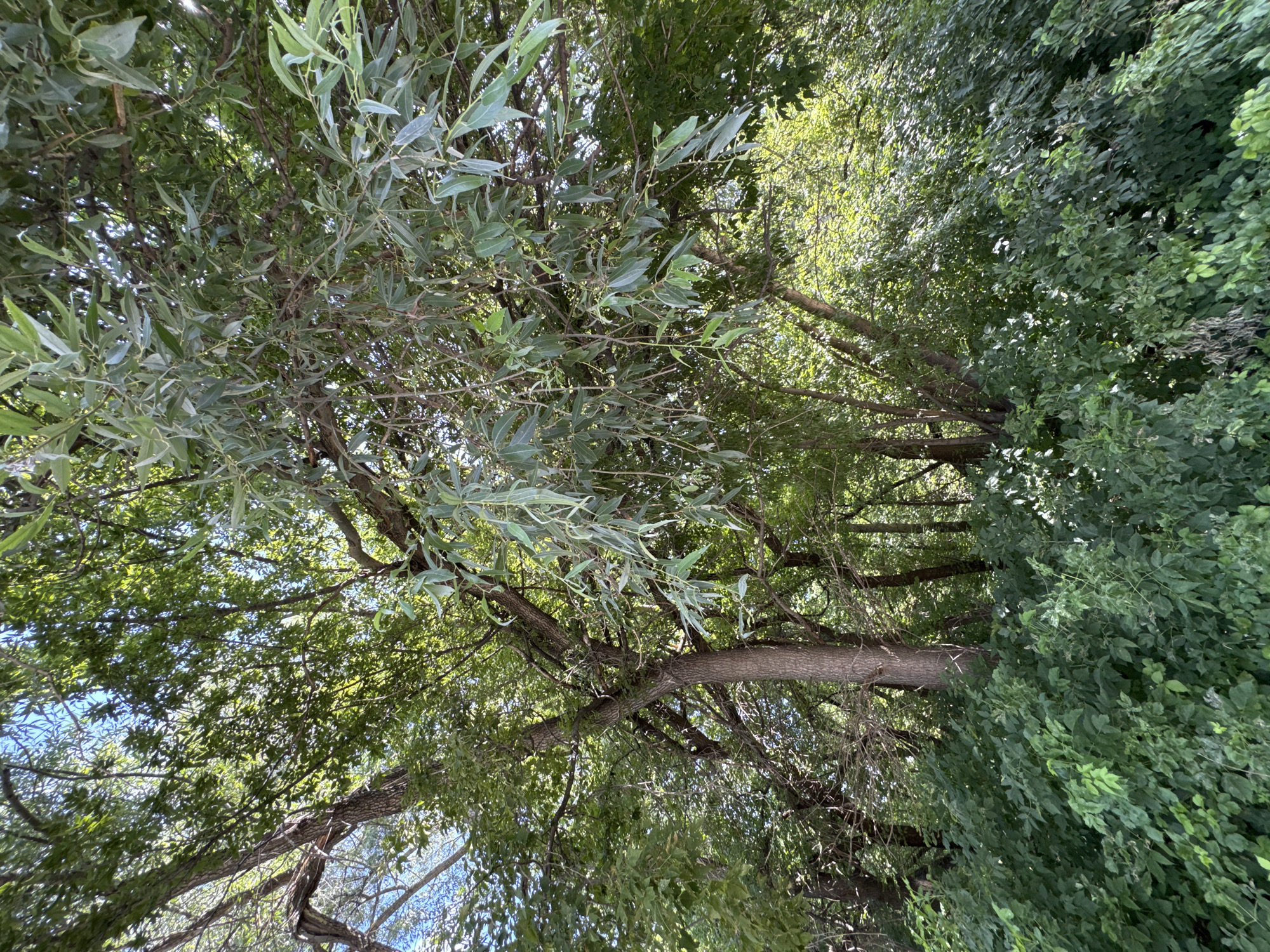 The image depicts a dense stand of deciduous trees and undergrowth. The foliage is lush and green, indicating a temperate climate during the growing season, likely late spring or summer. Sunlight filters through the leaves, creating dappled patterns on the ground and tree trunks. The branches of the trees are numerous and interwoven, some with a distinctly willowy appearance. In the foreground, a thick layer of smaller bushes and saplings obscures the ground. The overall impression is one of a natural, uncultivated area. Without specific landmarks, it is impossible to pinpoint a precise location within the city of Ufa, Russia.