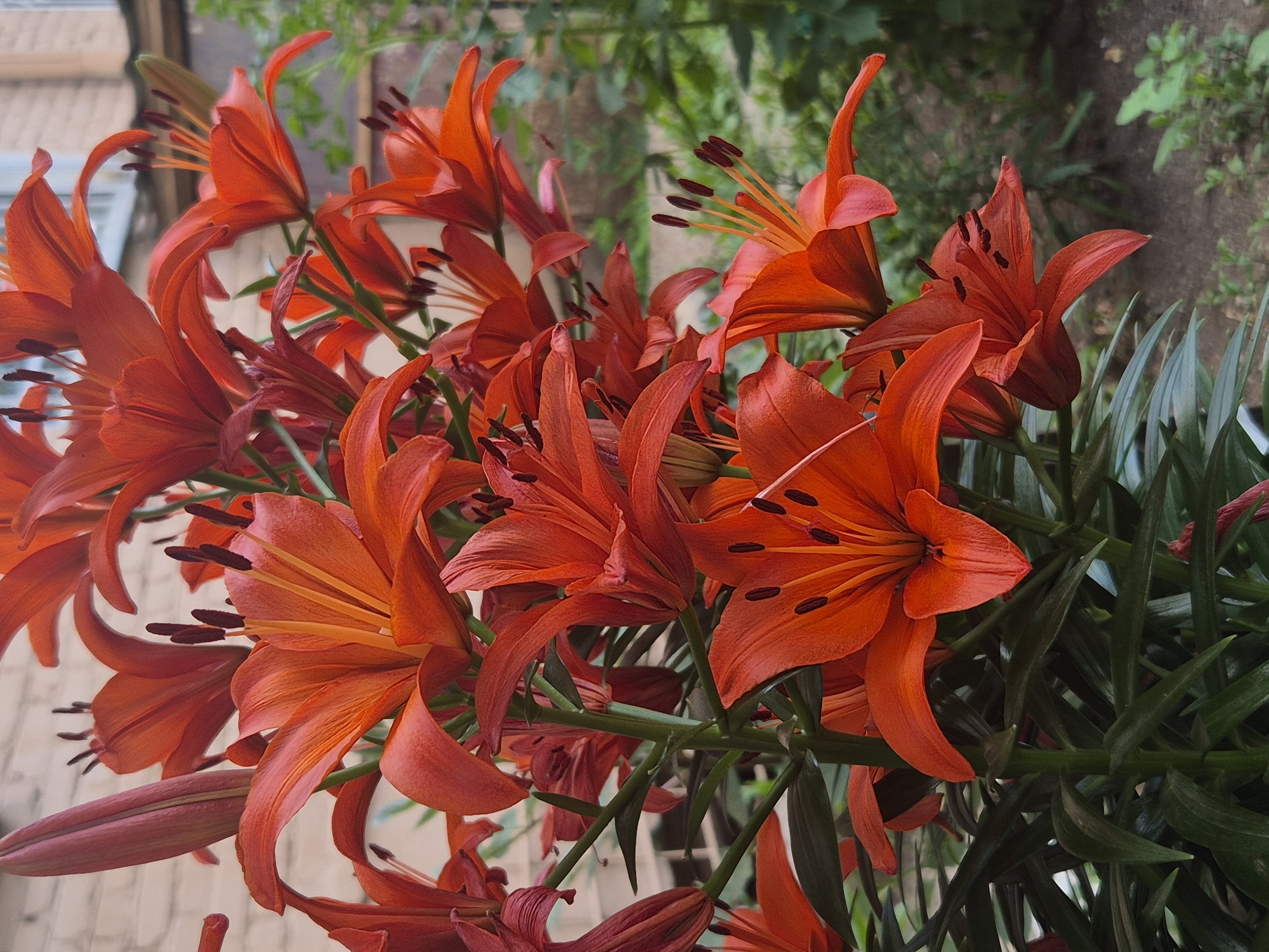 A cluster of bright orange lily flowers is in full bloom, with some buds still closed. The lilies are vibrant and a rich orange hue, with dark stamens protruding from the center of each opened bloom. The stems and leaves are a deep green. The background is blurred, but suggests an outdoor setting with hints of a brick wall and foliage. There is no indication of the specific location within Kokshetau, Kazakhstan, as there are no recognizable landmarks or geographical features present. The image focuses entirely on the flowers.