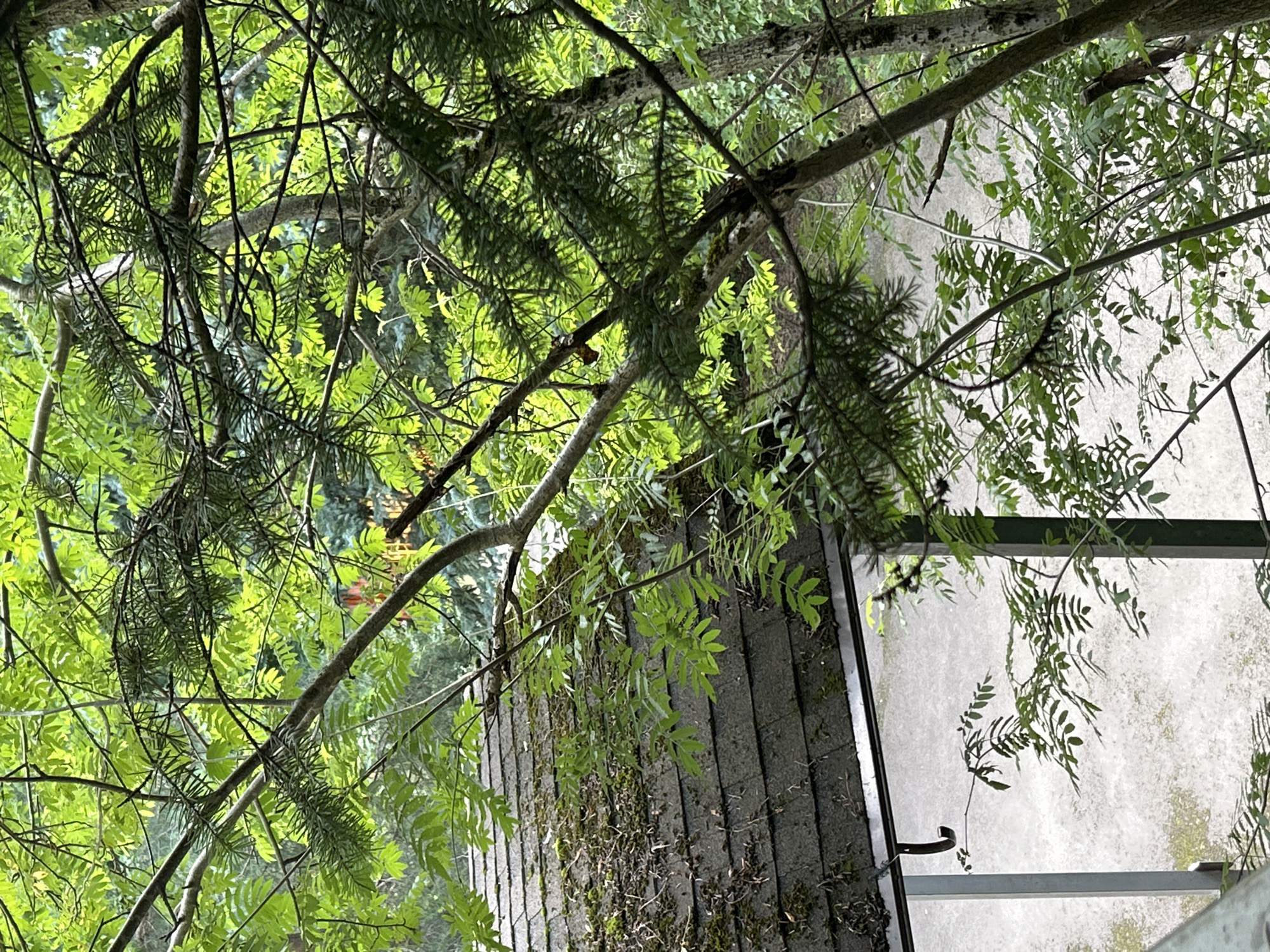 The image shows a view of a grey, moss-covered rooftop of a building, likely a house, with a section of a white wall visible below. The rooftop is partially obscured by lush green foliage from trees and branches that overhang it. Some of these branches appear to be pine needles and others have compound leaves. The background consists of more dense green foliage and trees. The overall scene suggests an outdoor environment, possibly a residential area in Zelenograd, Russia, given the context of the provided prompt, with a focus on natural elements interacting with man-made structures. There are no people or animals visible in the image.