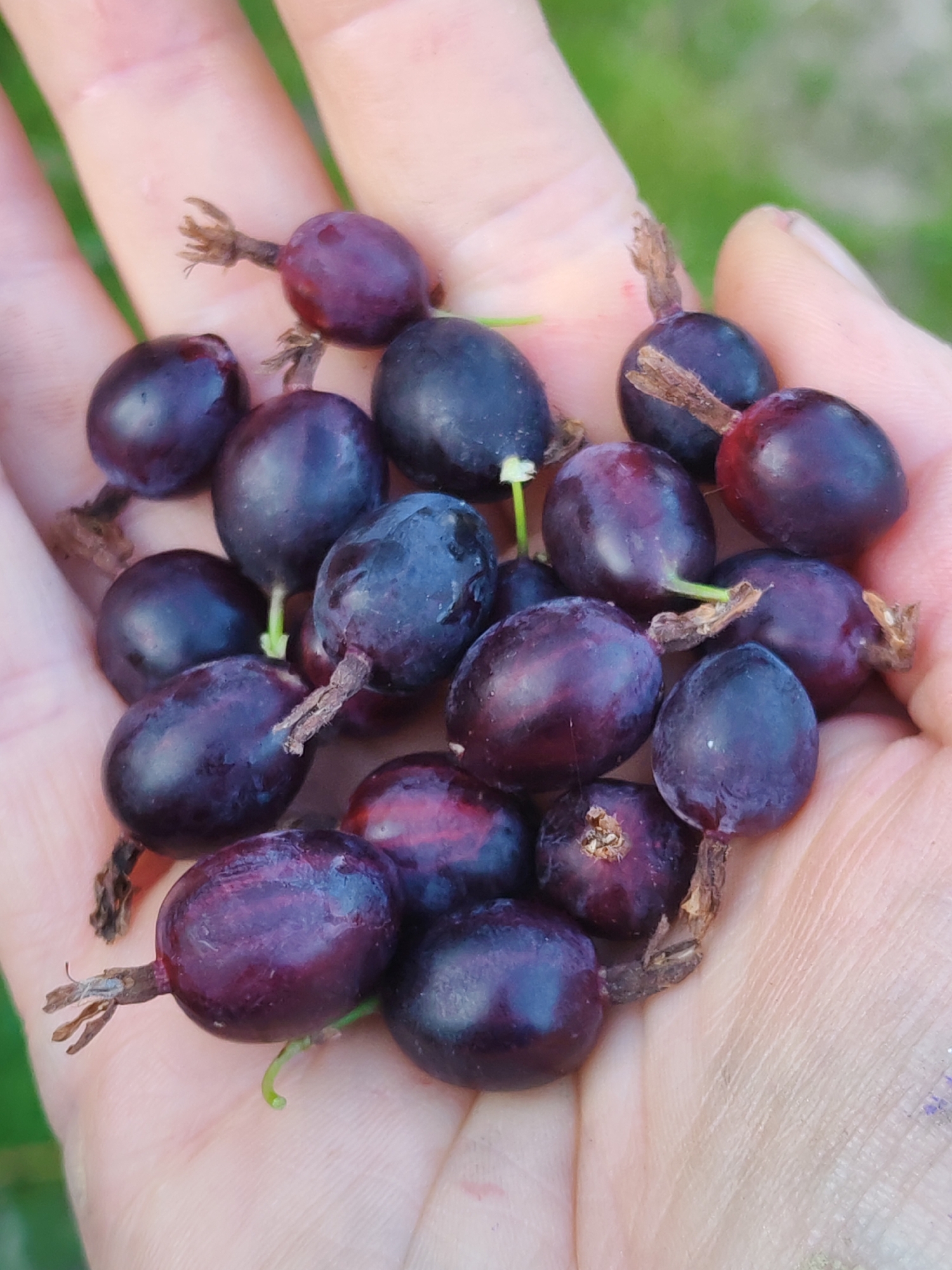 A close-up, overhead shot captures a person's palm filled with a pile of dark, plump gooseberries. The berries are a deep purple-black, with some showing a reddish hue. Several berries still have their small, dried stems attached. The hand is fair-skinned, and the background is softly blurred, showing hints of green, suggesting an outdoor environment.