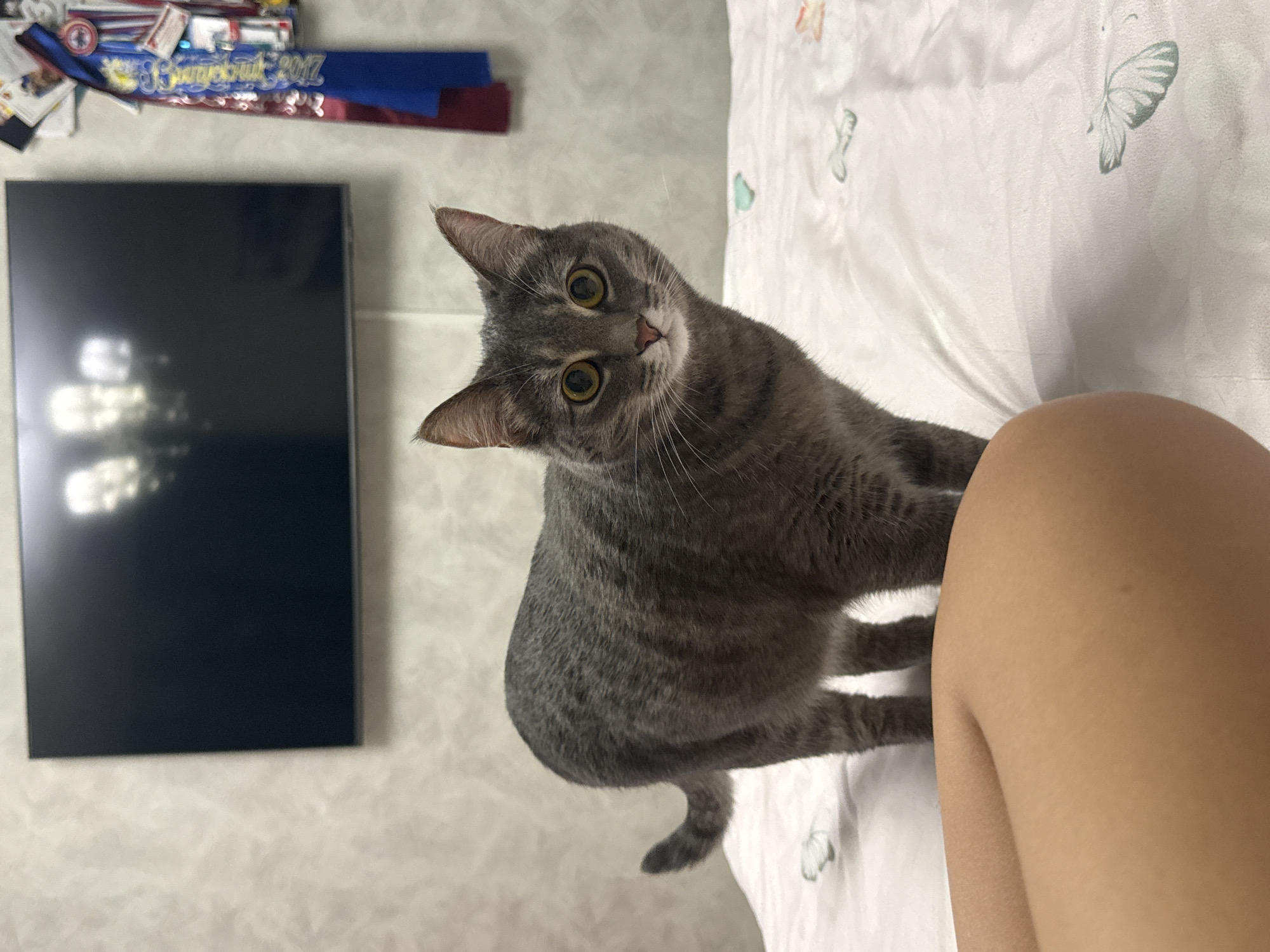 A gray tabby cat stands on a bed with a white, butterfly-patterned duvet. The cat is facing the camera with wide, yellow eyes. In the foreground, a person's tan leg and knee are visible. In the background, a large black television screen is mounted on a light-colored, textured wall. To the right of the television, a collection of blue, red, and yellow ribbons and awards are displayed on the wall. The scene appears to be in a residential setting, likely a bedroom. The location is Chaikovsky, Russia.