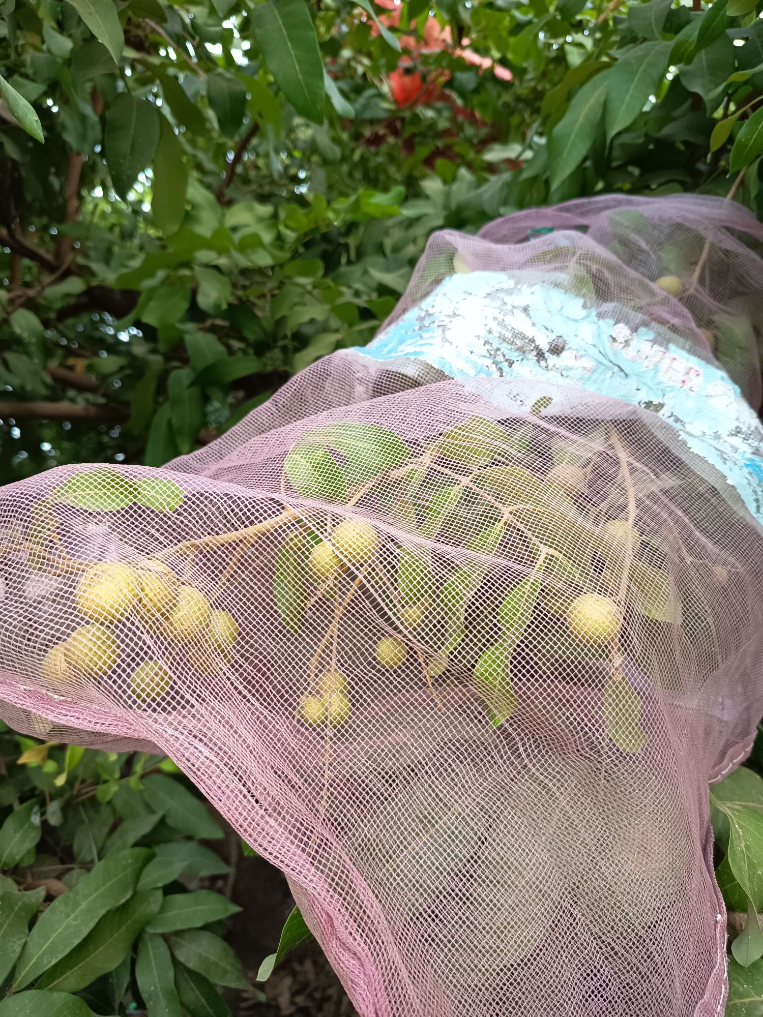 A close-up shot shows a cluster of small, yellow-green fruits, possibly lychee or rambutan, on a branch covered by a translucent, pink mesh bag. The fruit appears to be unripe. The background consists of lush green foliage, suggesting an outdoor, natural environment, likely an orchard or garden in Krampilan, Indonesia. Part of a blue and white object, possibly a piece of debris or packaging, is visible underneath the mesh in the upper right portion of the frame. The lighting is natural, casting soft shadows and highlighting the texture of the mesh and the individual fruits. The image focuses on the protective covering of the fruit, implying a method to prevent damage from pests or environmental factors.