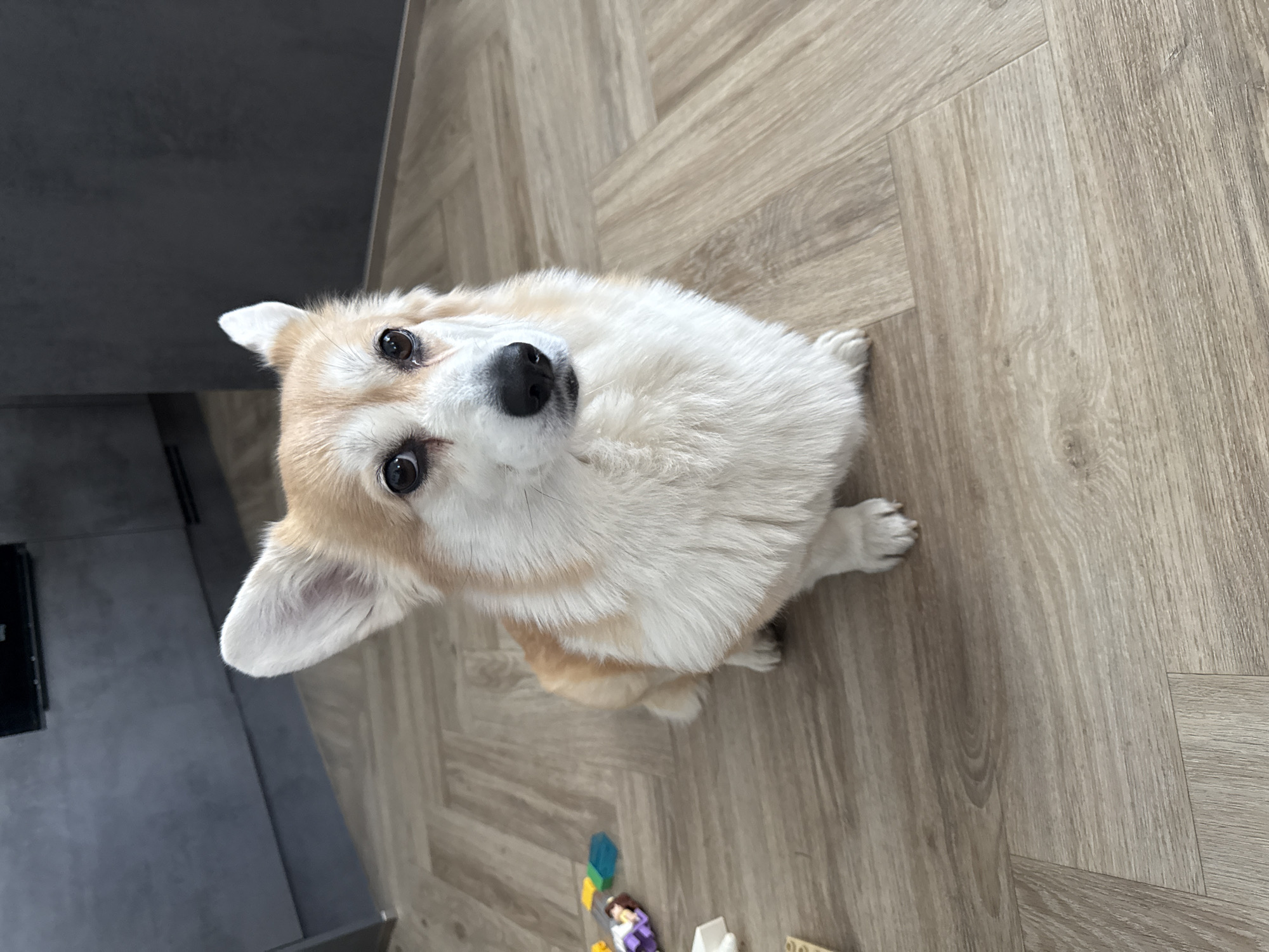 The image shows a medium-sized, light brown and white corgi dog sitting on a light brown wood-patterned floor, looking up at the camera. The dog's head is tilted slightly to the left. In the lower portion of the image, there are scattered colorful plastic toys. A gray countertop is partially visible in the top left corner. The location is implied to be Krasnoyarsk, Russia, though there's no specific visual confirmation of this. No people are visible.