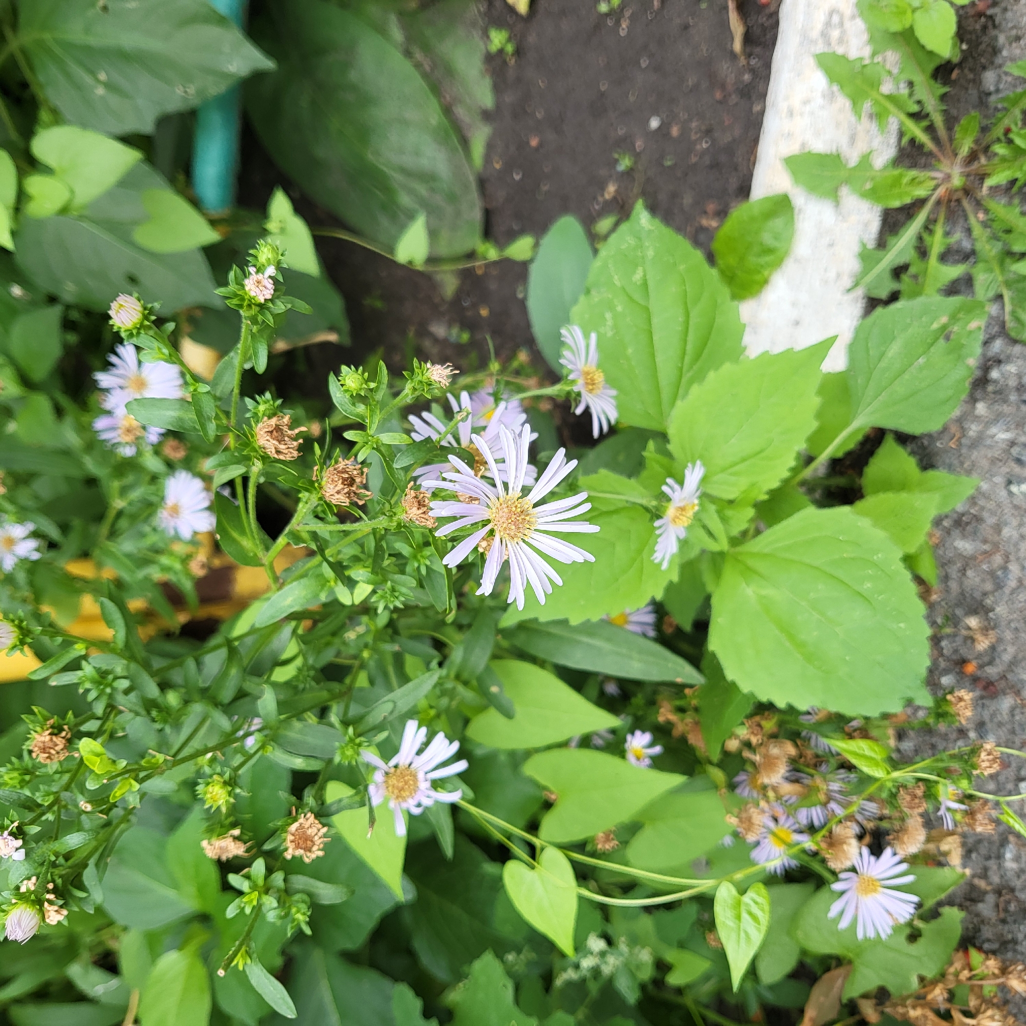 The image depicts a close-up view of a cluster of small, light purple aster flowers with yellow centers. The flowers are surrounded by green foliage, some of which is wilting or dried. The background consists of dark soil and a section of a white or light-colored curb. There are no people or animals visible in the image, and no specific actions are taking place. The environment appears to be an outdoor urban setting, potentially a park, garden, or roadside in Tyumen, Russia, given the presence of the curb and the type of vegetation. The lighting suggests it is daytime, and the overall impression is one of natural growth in a somewhat neglected urban area.