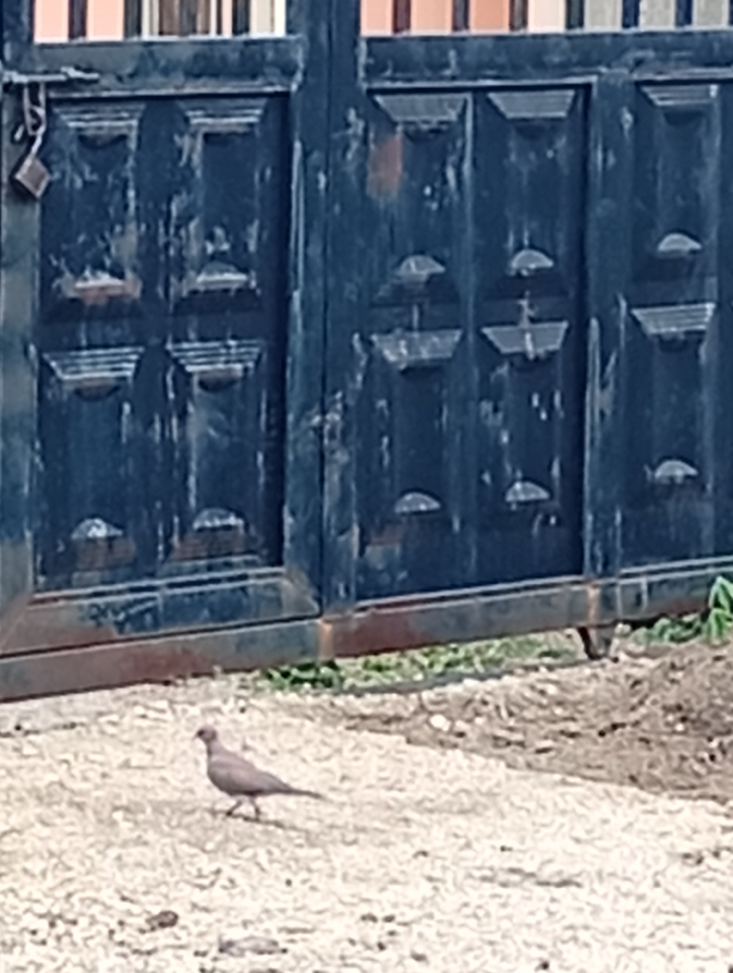 The image captures an outdoor scene in Adankolo, Nigeria, focusing on a bird in the foreground and a gate behind it.
In the lower half of the frame, a single, light brown bird, resembling a dove or pigeon, is walking across a rough, light-colored ground composed of dirt and small stones or gravel. The bird is oriented towards the left side of the image, with its head slightly elevated.
The background is dominated by a dark-colored, likely metal gate, which appears to be part of an entrance to a property. The gate is designed with multiple recessed panels, giving it a structured, geometric appearance. The dark paint on the gate shows signs of wear and age, with some areas appearing faded or chipped. A metallic padlock is clearly visible, hanging from the left panel of the gate, indicating it is secured. Along the bottom edge of the gate, a thick horizontal bar shows signs of rust. Behind the gate, glimpses of lighter-colored vertical elements, possibly part of a building or additional fencing, are visible. Small patches of green vegetation are sparsely distributed on the ground near the base of the gate and to the right.
The lighting suggests it is daytime. No specific weather conditions are indicated beyond a dry environment. There is no visible text or human activity in the image.
