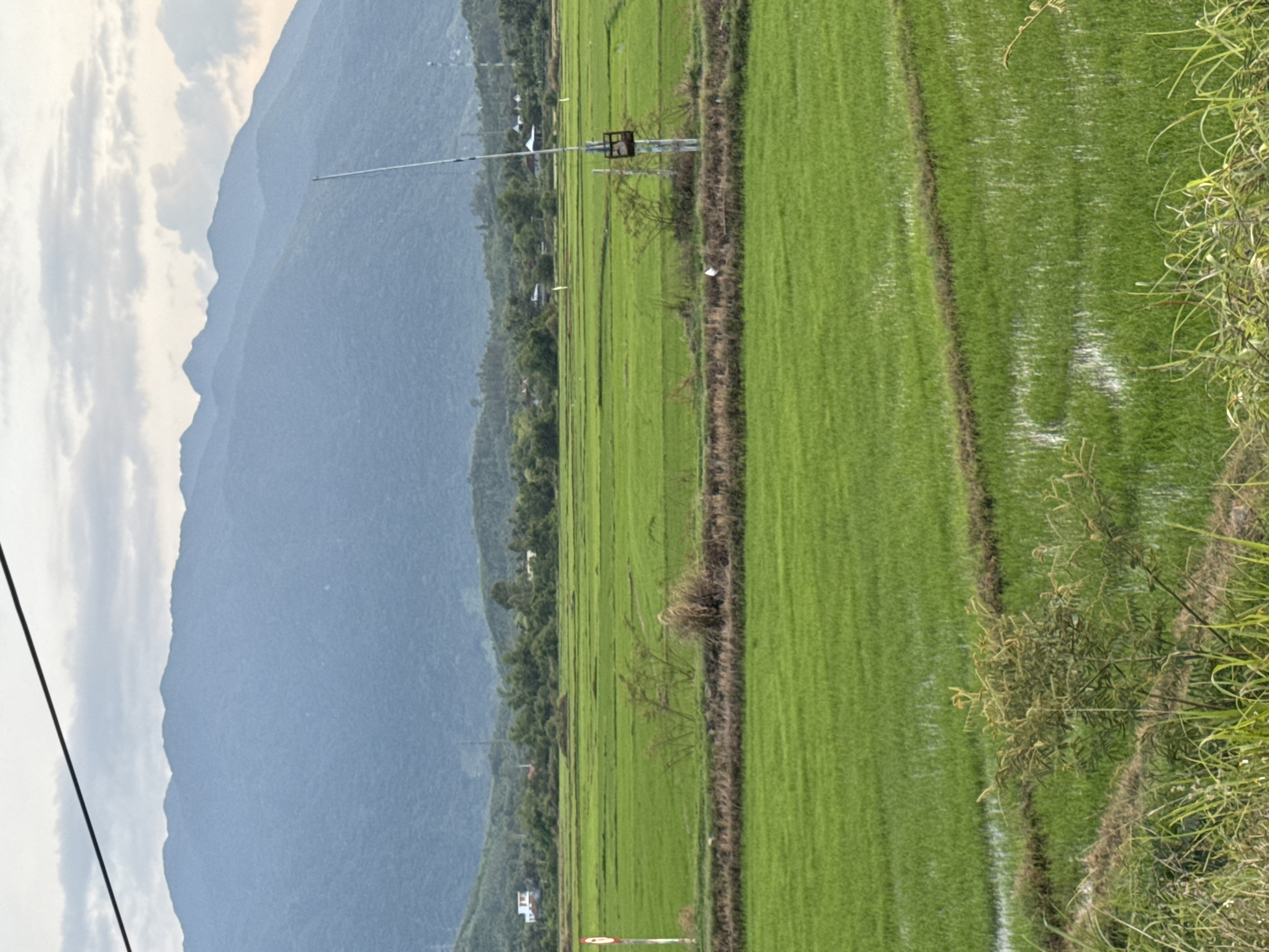 The image depicts a serene rural landscape in Tan Dinh, Vietnam. The foreground is dominated by vibrant green rice paddies, some of which are flooded, reflecting the overcast sky. A narrow, dark brown earthen dike separates two sections of the rice fields. To the left, a white pole with a red and white circular sign is partially visible. In the middle ground, a utility pole with a dark, rectangular box attached stands prominently. Further back, a line of trees and vegetation separates the fields from a residential area with scattered buildings, some with white walls and red roofs. In the background, a range of lush, green mountains stretches across the horizon under a cloudy sky. A thick black cable stretches diagonally across the top of the frame. No people are visible in the image.