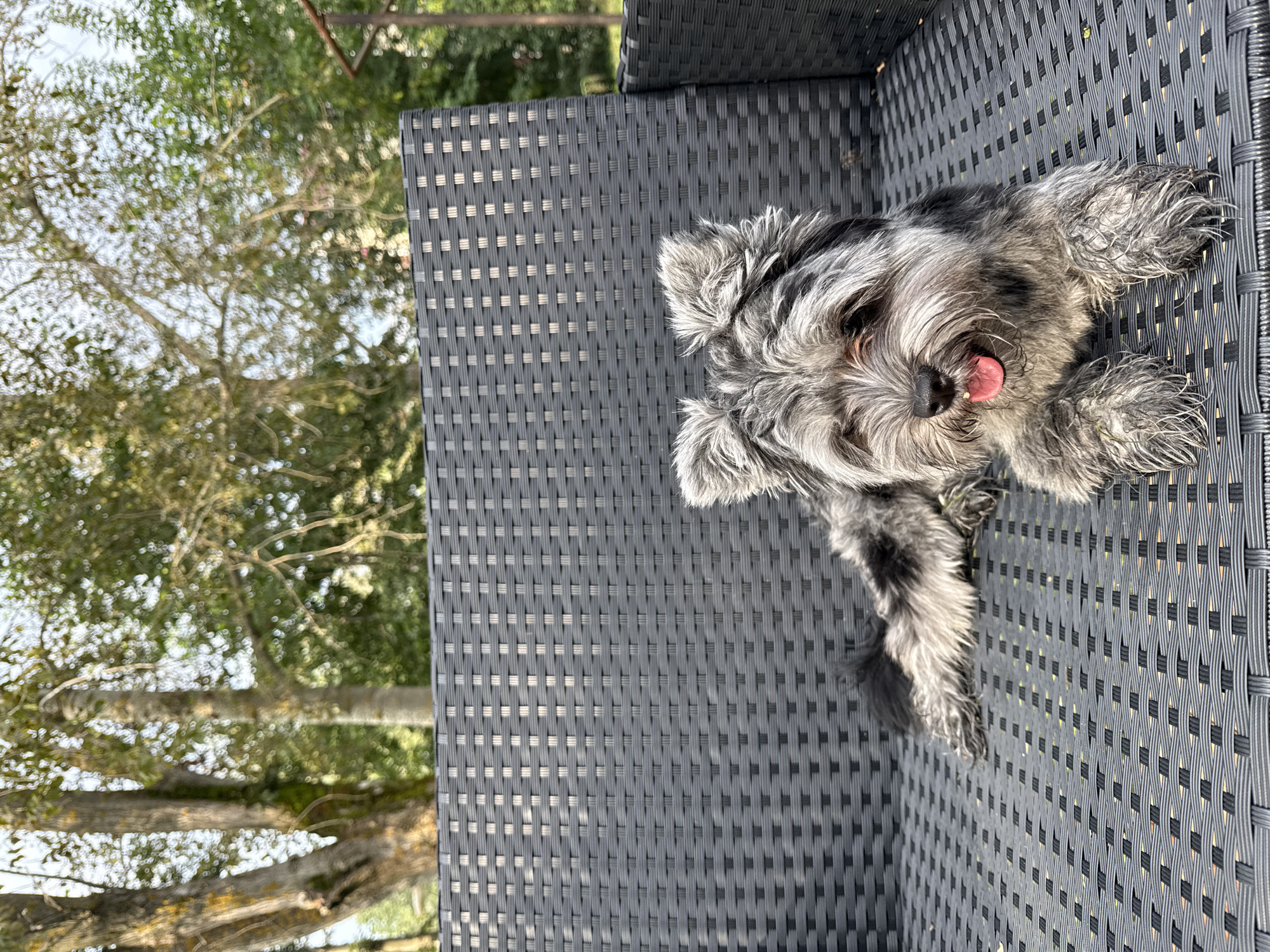 A small, gray and black dog with fluffy fur is lying on a black woven outdoor couch. The dog has its tongue hanging out and its ears are perked up. The couch is situated outdoors, with green trees and foliage visible in the background. The lighting suggests it is daytime, likely a sunny day, with shadows indicating the sun's position. The scene appears to be in a residential or park area. There are no people visible in the image. The location of Chaikovsky, Russia is not discernible from the image itself.