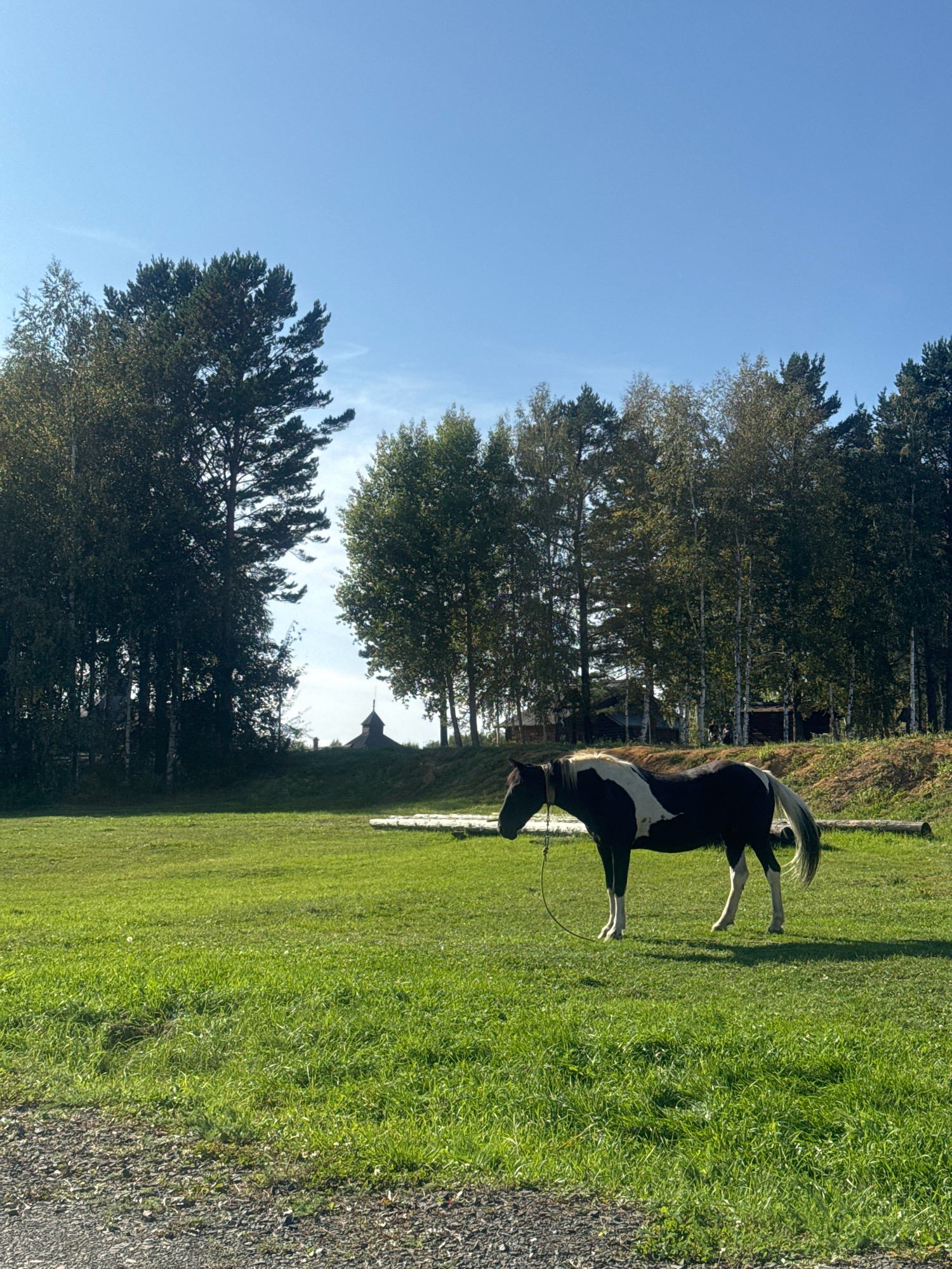 A black and white horse stands in a grassy field under a clear blue sky. The horse is facing left and has a rope halter. In the background, a line of trees forms a dense forest. A small, dark building with a pointed roof is visible in the distance, nestled among the trees on a slight incline. The ground in the foreground is covered in short, green grass, with a gravel path along the bottom edge of the image. This scene is likely located in the vicinity of the Taltsy Museum of Wooden Architecture in Irkutsk Oblast, Russia, given the presence of traditional wooden structures and the natural landscape.