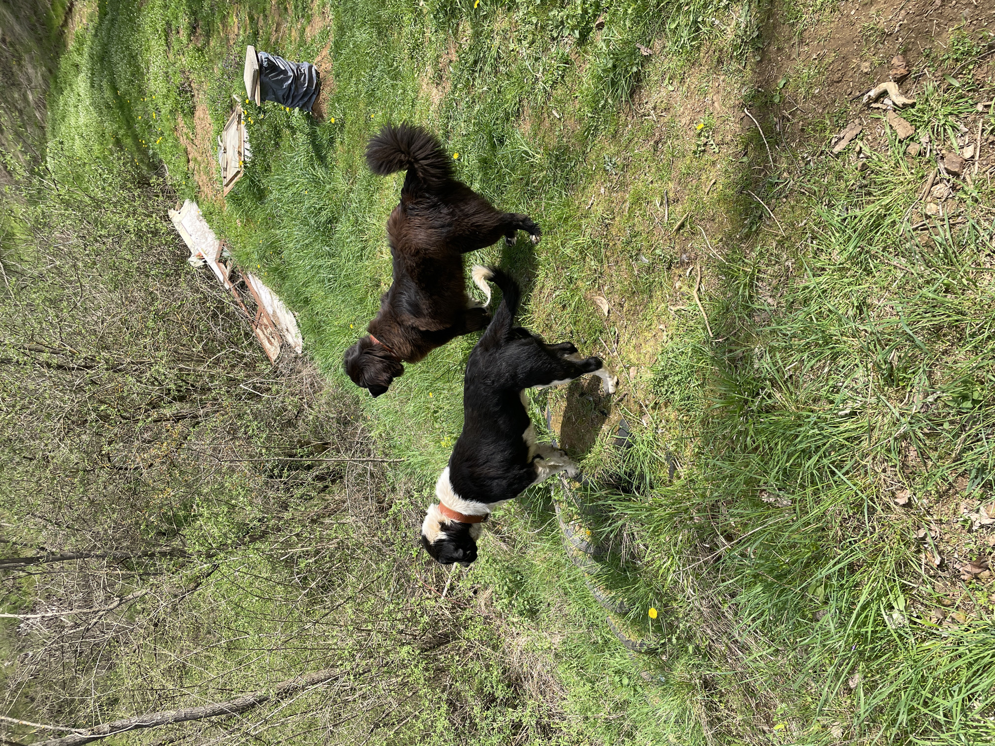 This image shows an outdoor scene featuring two dogs in a grassy, sunlit environment. The ground is covered in vibrant green grass, dotted with small yellow dandelions, suggesting a spring or early summer setting. The scene appears to be on a gentle slope or uneven terrain.
The primary subjects are two dogs. One is a large, shaggy black dog with some lighter markings on its paws and tail, standing towards the left side of the frame. The other is a medium-sized black and white dog, wearing a reddish-brown collar, positioned slightly behind and to the right of the larger dog, looking downwards. Both dogs appear calm and are standing on the grass.
In the background and to the left, there's a dense area of deciduous trees or bushes, their branches mostly bare but showing signs of new, light green foliage. Amidst the grass, particularly in the mid-ground, there are several discarded objects. These include a black tarp or bag covering a low, flat wooden structure, and scattered pieces of broken wooden planks or debris. A dark, possibly rubber or tire-like object is partially visible near the black and white dog.
The time of day is clearly daylight, indicated by the strong shadows and bright illumination, suggesting a sunny day with clear skies. The overall setting is natural and somewhat unkempt, consistent with a rural or semi-wild area in Zlatograd, Bulgaria. There is no visible text in the image.