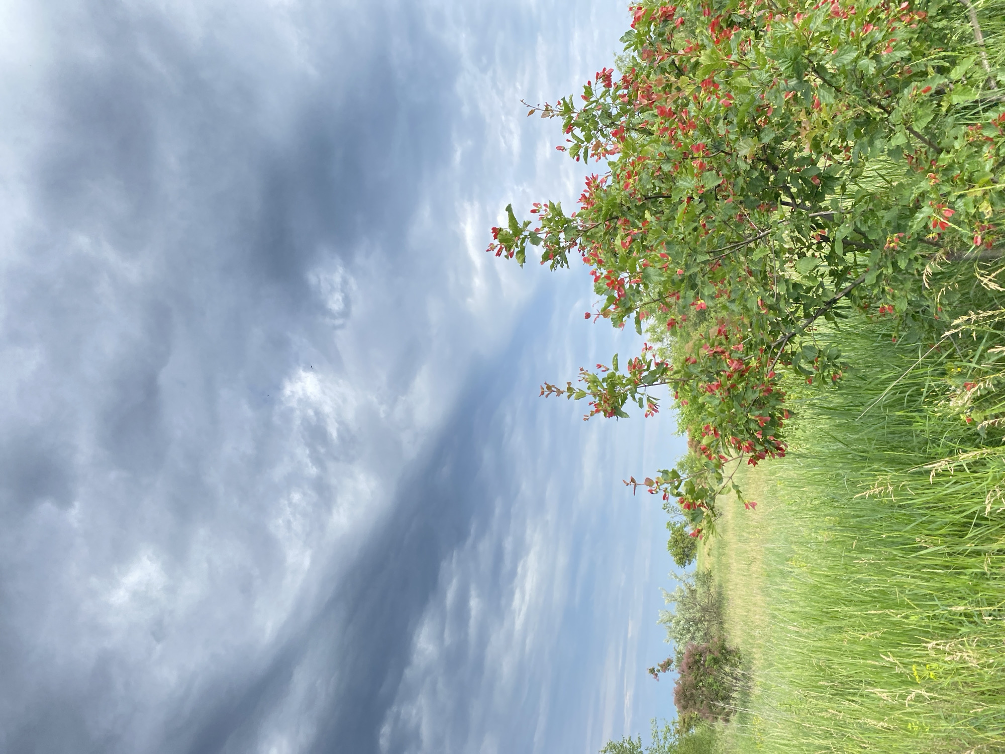 The image depicts an open, natural landscape under a predominantly cloudy sky. The upper two-thirds of the frame are filled with a dramatic sky, characterized by dark grey, turbulent clouds in the upper section that gradually transition to lighter blue sky with thinner, streaky cloud formations closer to the horizon. A small, dark, indistinct object, potentially a bird or insect, is visible against the clouds in the upper left quadrant.
The lower third of the image presents a dense field of tall, vibrant green grass. Individual blades of grass are clearly visible, with some showing light-colored seed heads. In the right foreground, a prominent deciduous shrub or small tree, densely covered with green leaves, is heavily adorned with numerous clusters of small, bright red, wing-shaped fruits, likely samaras, distributed among its branches. In the midground, to the left, additional vegetation includes a shrub with reddish-purple foliage, another with silvery-green leaves, and several distant green trees situated on slightly elevated terrain. The lighting is consistent with daytime conditions, offering diffused illumination due to the extensive cloud cover. No human figures or discernible animals are present. The scene is located in a natural area within Unknown, Unknown.