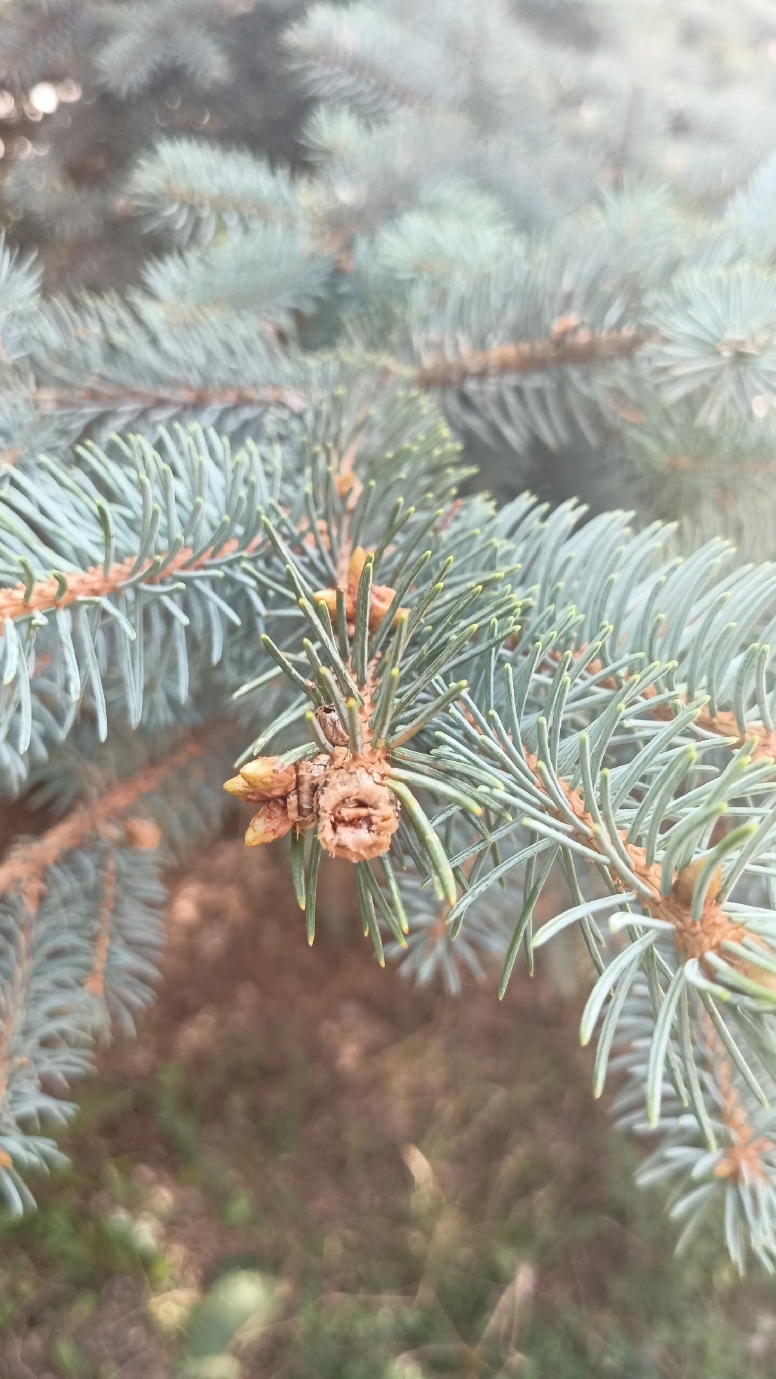 The image is a close-up, vertical shot of a blue spruce branch, focusing on a developing cone and needles. The needles are a dusty blue-green, and the cone is brown and woody, with small yellow tips visible on some of its scales. The background is softly blurred, showing more branches of the same tree and a hint of the ground with its dappled light and shadow. The scene appears to be outdoors, likely in a garden or park setting. The lighting is soft and diffused, suggesting it might be early morning or late afternoon. There is a bokeh effect in the background, creating a dreamy atmosphere. No people or specific landmarks of Ashtarak, Armenia are visible in this image.