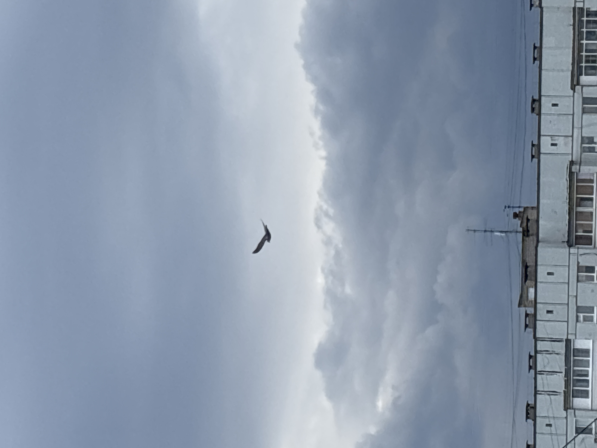 The image depicts a bird flying in a cloudy sky above a building. The building appears to be a multi-story residential building with repetitive window patterns, typical of Soviet-era architecture. There are utility wires and a television antenna visible on the building. The location is Chaikovsky, Russia. The primary action is the flight of the bird. The interaction is between the bird and its environment. The environment consists of a cloudy sky and a residential building in an urban setting.