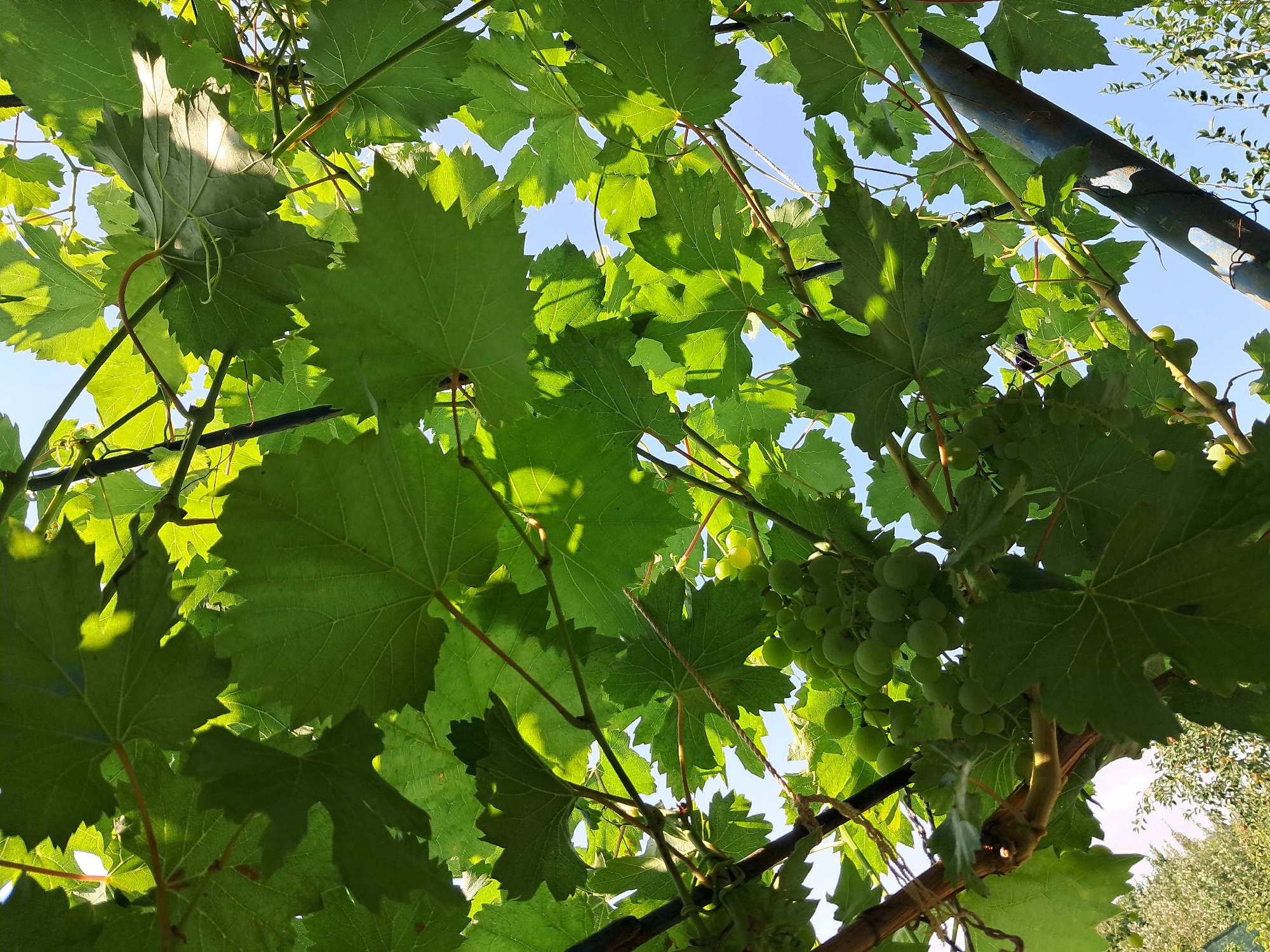 An upward-looking, low-angle shot captures a dense canopy of lush green grape leaves against a clear blue sky. The leaves are large and lobed, with visible veins, and are illuminated from above, creating dappled shadows. Several clusters of unripe green grapes hang from thin stems amidst the foliage. The scene appears to be a vineyard or garden, likely outdoors in a temperate climate. The image was taken in Ivanivka, Ukraine. There are no people visible. The overall impression is one of natural growth and the early stages of fruit development.