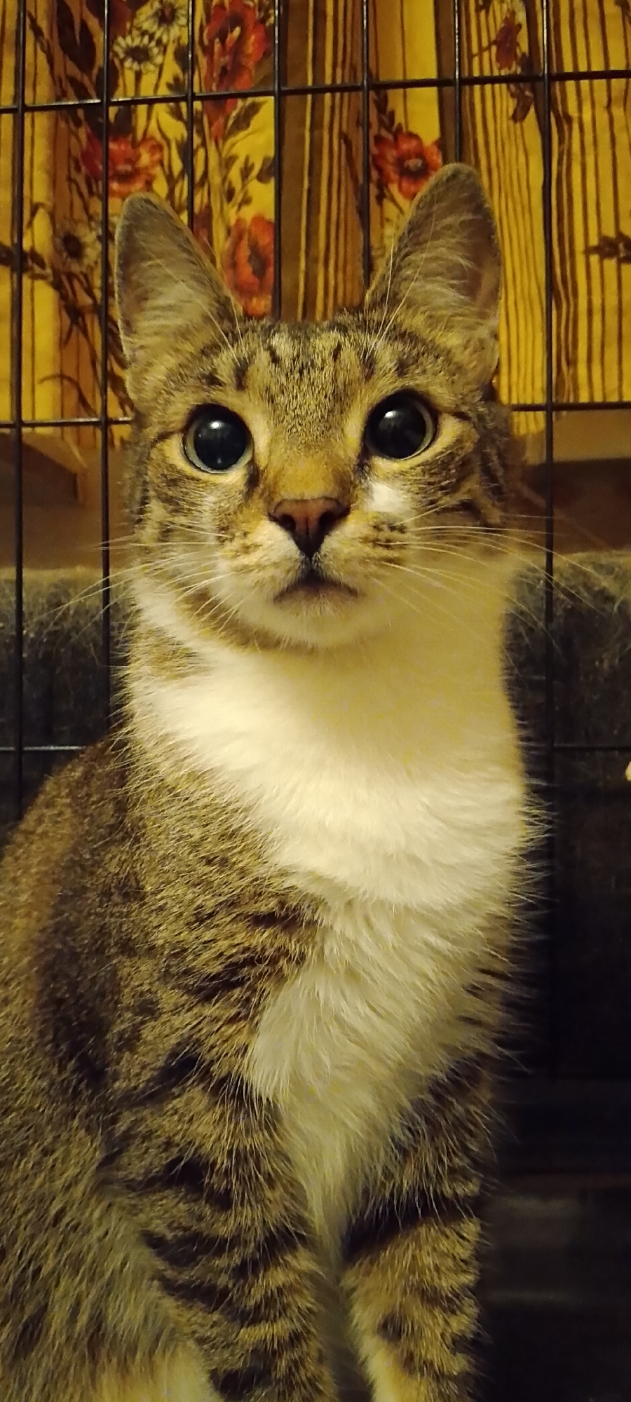 A close-up, eye-level portrait of a tabby cat is shown from the chest up, facing the camera directly. The cat has large, round, dark eyes and a pink nose. Its fur is a mix of brown, black, and white, with a white bib on its chest. The cat is positioned in front of a black metal cage, behind which is a yellow curtain with a floral pattern in red and orange. The background appears to be an indoor setting, possibly a room or a shelter, with the curtain and cage suggesting confinement. The lighting is warm, highlighting the cat's features and fur texture. There are no people or other animals visible in the image. The scene provides no information that can be used to determine its location in the city of Belgorod, Russia.