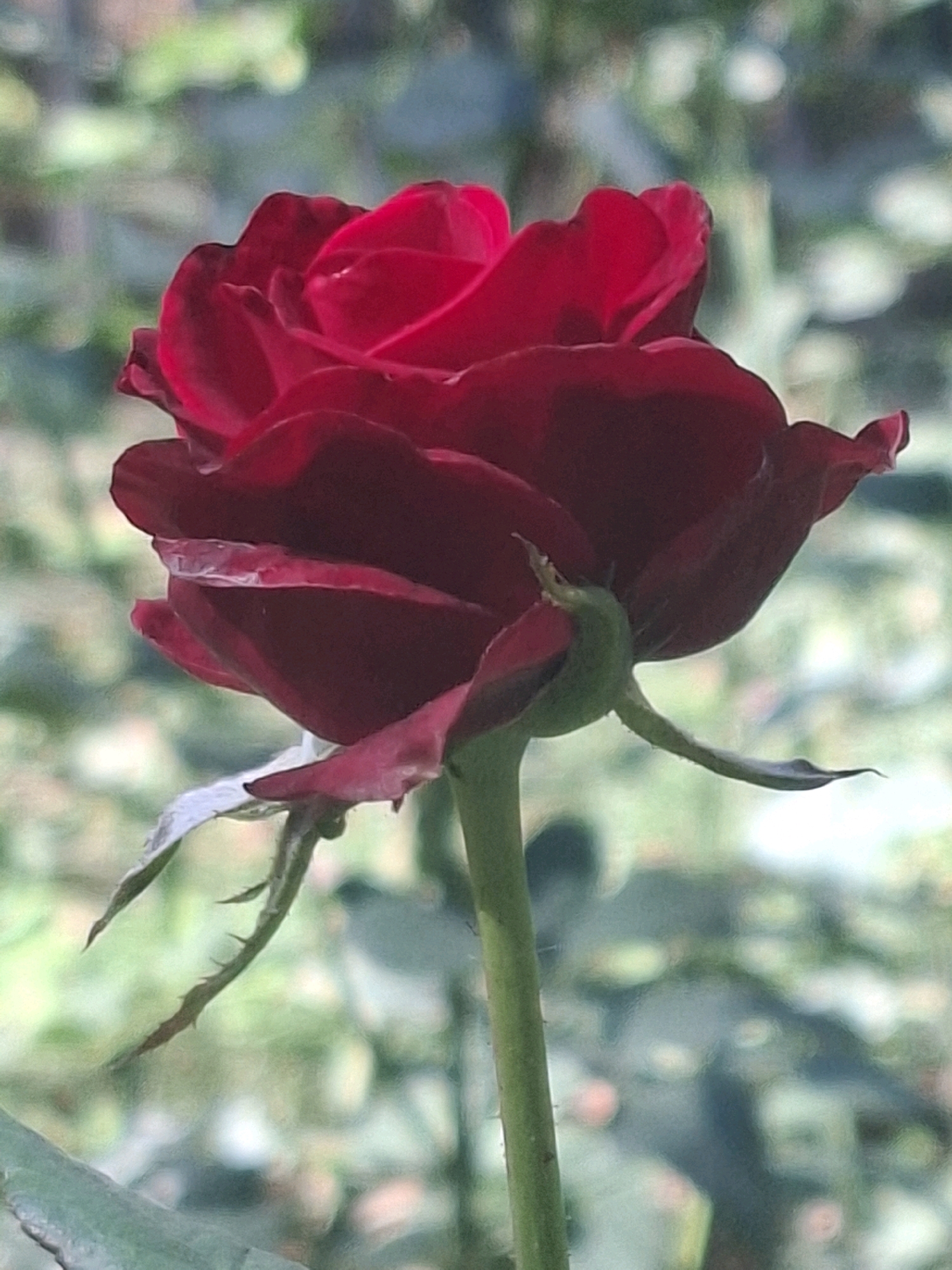 A close-up, vertically oriented, medium shot captures a single, deep red rose in bloom, positioned slightly off-center to the left. The rose is the primary subject, its velvety petals unfurling to reveal a tightly packed center. The color of the rose is rich and dark, with subtle variations in shade across its surface, suggesting a dewy or polished texture.
The rose is supported by a slender, green stem that extends downwards and slightly to the right. Attached to the stem are several small, sharp thorns, clearly visible and adding a textural contrast to the soft petals. Below the main bloom, there are some sepals or bracts, also in shades of red and green, adding to the intricate structure of the flower.
The background is a soft, out-of-focus blur of greens and muted browns, with hints of lighter colors that might be sunlight or other blooms. This bokeh effect isolates the rose, drawing the viewer's attention entirely to its form and color. The lighting appears to be natural, casting subtle shadows and highlights on the petals, enhancing their dimensionality.
No specific location in the city of Almaty, Kazakhstan, can be identified from this image. The scene depicts a natural element, a rose in a garden or natural setting, without any man-made structures or urban context that would allow for geographical attribution.