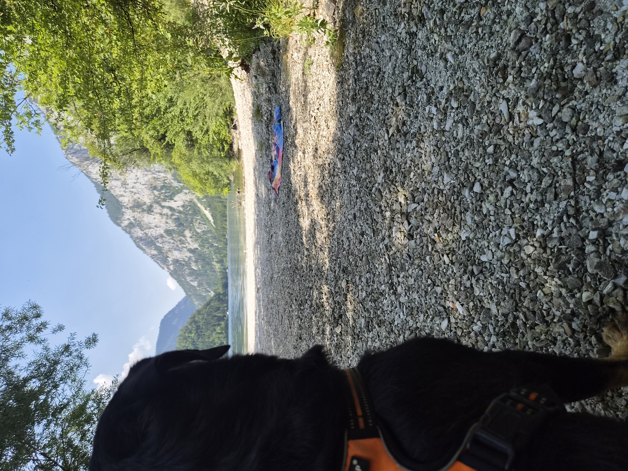 In Eisenerz, Austria, a black dog wearing an orange harness stands on a pebble-covered shore. The dog faces away from the camera, looking towards a serene lake. The lake is surrounded by lush green trees and majestic, rocky mountains under a clear blue sky. A colorful beach towel is visible on the shore to the right of the dog. The scene captures a peaceful moment in nature, with the dog as the primary subject.