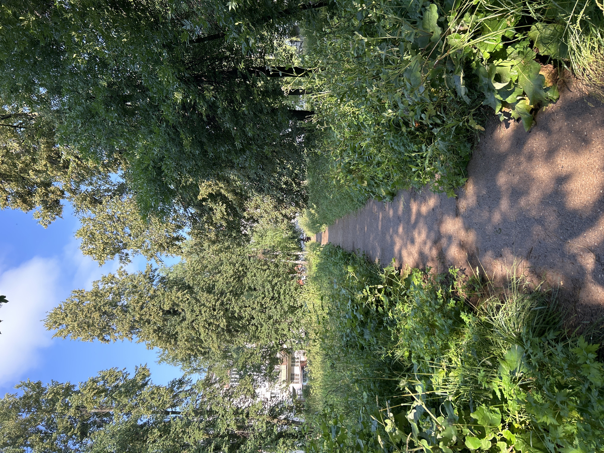 A dirt path winds through a densely vegetated park in Chaikovsky, Russia, bathed in sunlight. Tall, leafy trees line both sides of the path, casting dappled shadows on the ground. On the left, a multi-story apartment building with white and beige facades is partially visible through the trees. Lush green grass and various wild plants grow abundantly along the edges of the path. A single person, seen from behind, is walking away from the camera down the path. The sky above is a clear blue with a few white clouds.