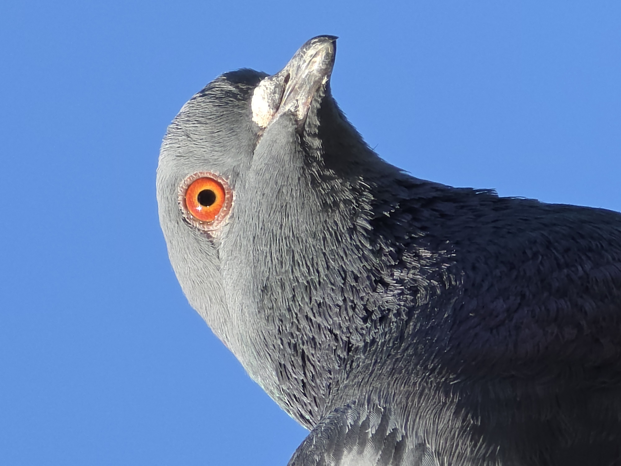 The image is a close-up of the head and upper body of a pigeon. The pigeon has gray and dark gray feathers. Its eye is orange. The pigeon's beak is gray with white markings. The background is clear blue sky. There are no other identifiable features indicating the image was taken in Warsaw, Poland.