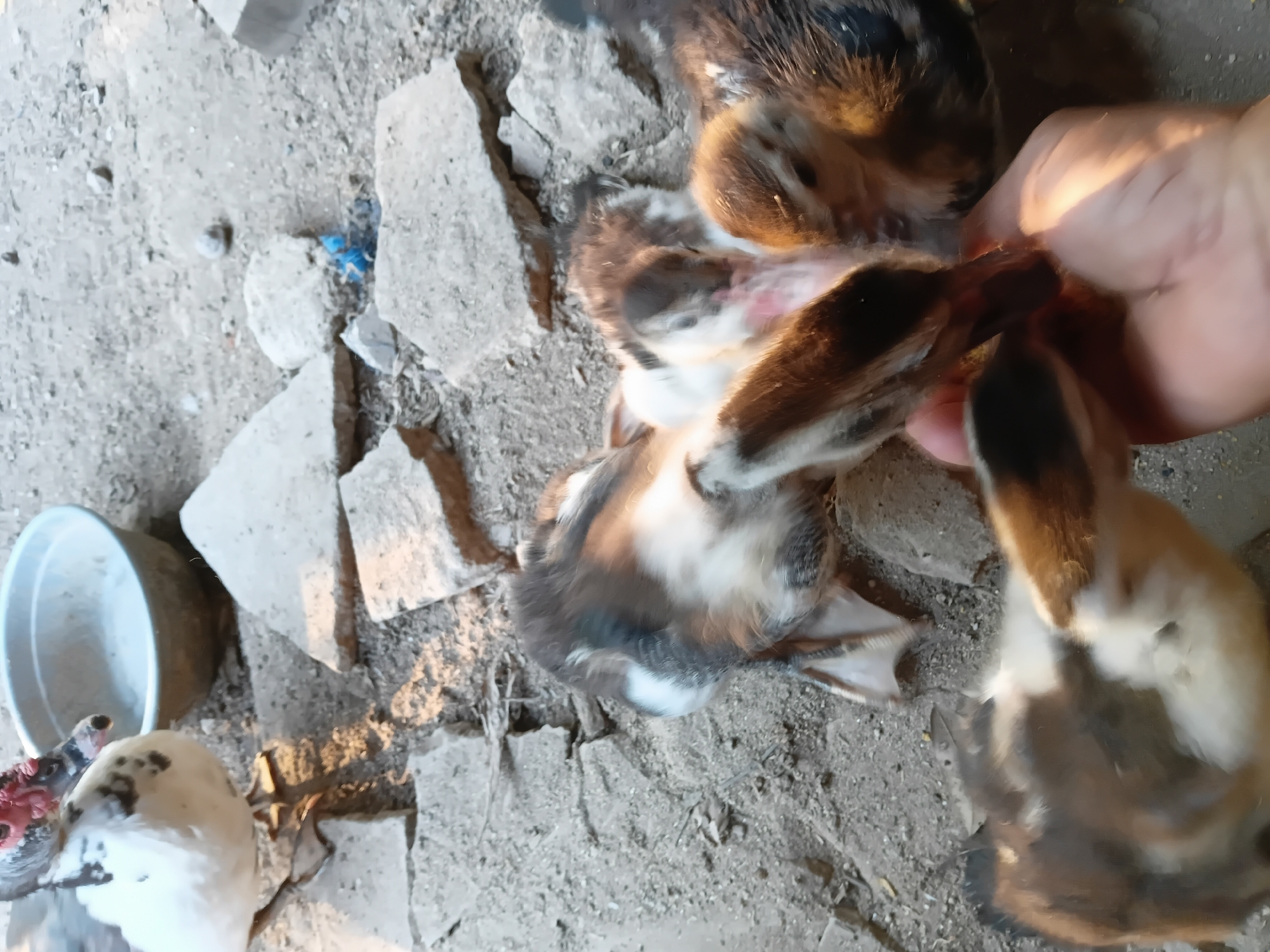 A group of ducklings are gathered around a hand in an outdoor, urban setting in Margo Rukun, Indonesia. The ground is composed of dirt and broken concrete pieces, indicative of an undeveloped or construction area. To the left, a larger white duck with black spots and a red wattle stands near a grey bowl filled with water. The ducklings are a mix of brown and black, with some showing white patches. One duckling is being held by the hand, while others are clustered nearby, appearing to be feeding or interacting. The lighting suggests it is daytime, with sunlight casting shadows on the ground.