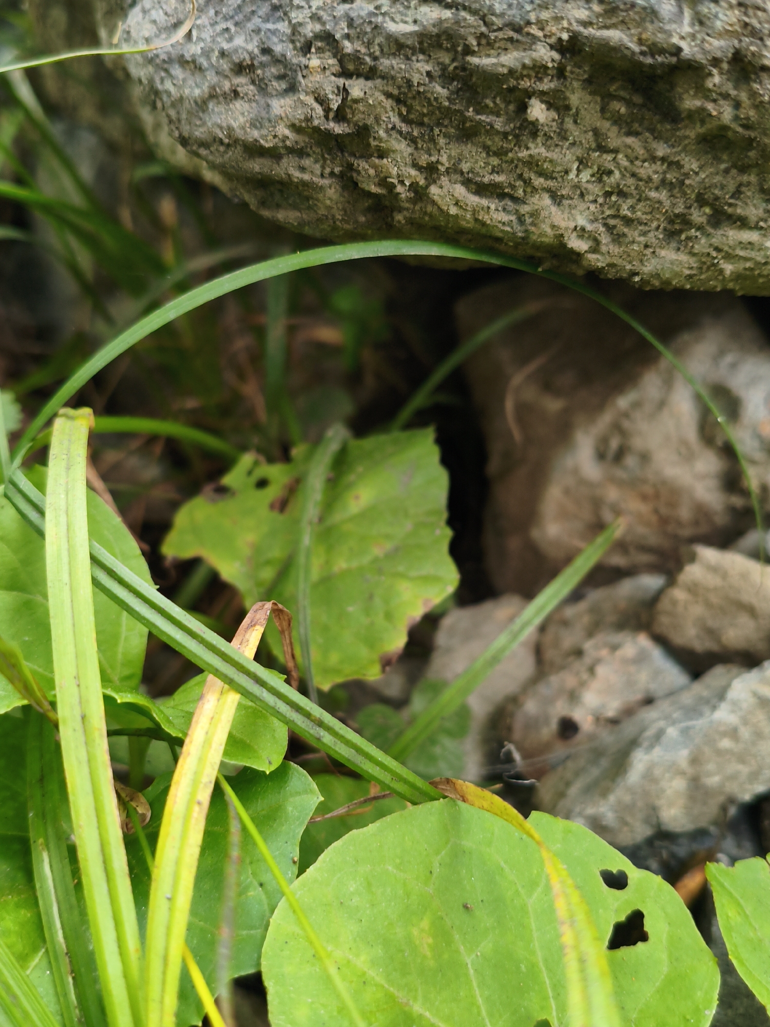 A macro shot focuses on a cluster of vibrant green leaves and blades of grass growing near rough, grey rocks. Some leaves display small, heart-shaped holes. The background is a blur of more rocks and foliage. The scene suggests an outdoor environment, possibly a natural embankment or garden area. The specific location in Vladivostok, Russia is not discernible from the image content.