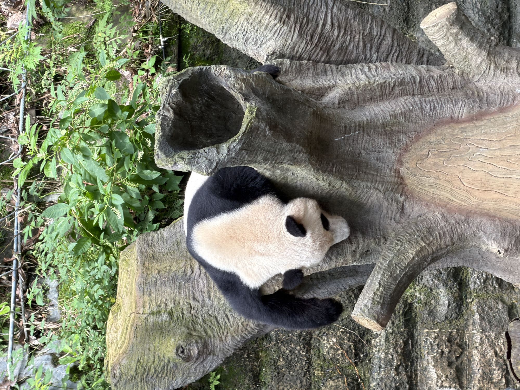 A giant panda is seen resting on a large, faux tree trunk with a hollow cavity. The panda is black and white with its head down, appearing to be asleep or resting. The tree trunk is textured and appears to be made of concrete or a similar material, possibly designed to resemble a natural environment. The background consists of lush green foliage and a rock wall, suggesting an outdoor enclosure, likely in a zoo or wildlife park. The scene is set in the Jiulongpo District, China.