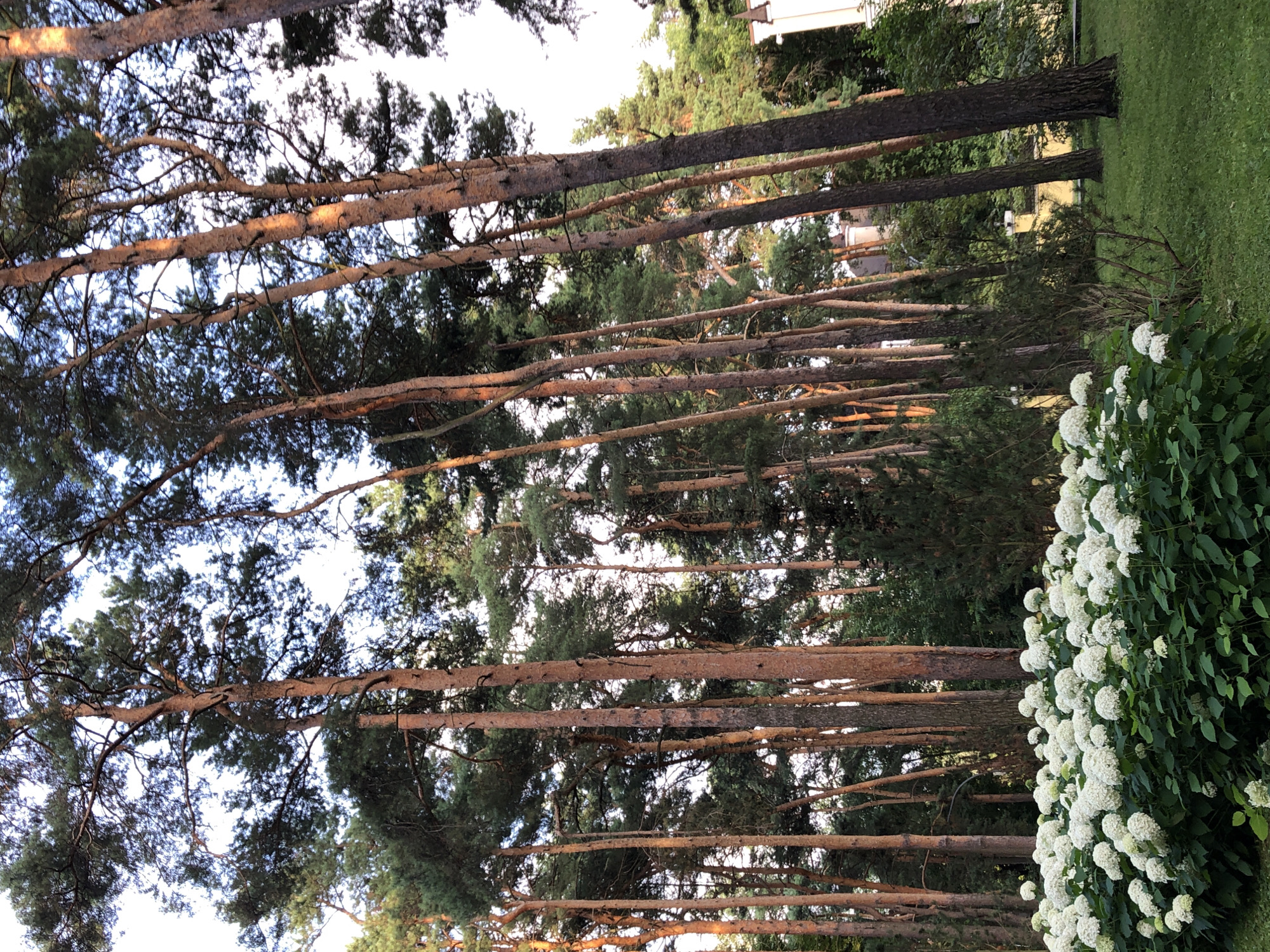 A dense forest of tall, thin pine trees with reddish-brown bark dominates the scene. Their branches, adorned with green needles, reach towards a pale sky. In the foreground, a lush green lawn stretches out, punctuated by a vibrant bed of white hydrangeas. The flowers are clustered together, forming a voluminous display of delicate white blossoms. Beyond the trees, glimpses of a building with a white facade and a yellow wall suggest a park or a private estate. The lighting indicates it's either early morning or late afternoon, with the sun casting a warm glow on the tree trunks. The scene is tranquil and serene, evoking a sense of natural beauty and peacefulness. This image was taken in a park in Moscow, Russia.