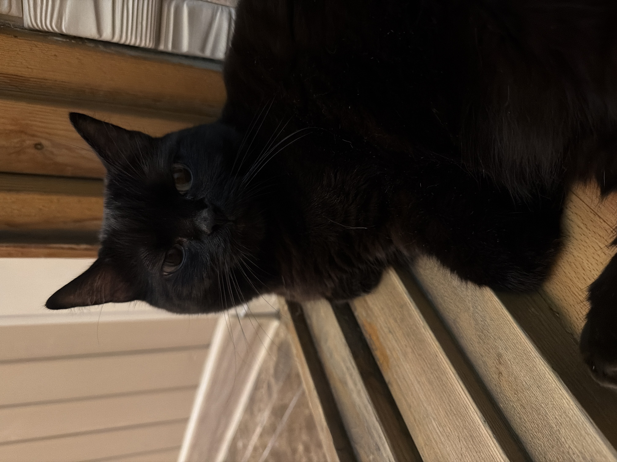 A black cat is lying down on a wooden surface. The cat's body is mostly black, with some lighter fur visible on its chest. The cat has green eyes and pointed ears. The background is out of focus, but appears to be a room with wooden walls and a white wall with vertical panels. The lighting in the image is dim, with the exception of the area where the cat is located. There is no information in the image that indicates the location is Novosibirsk, Russia.