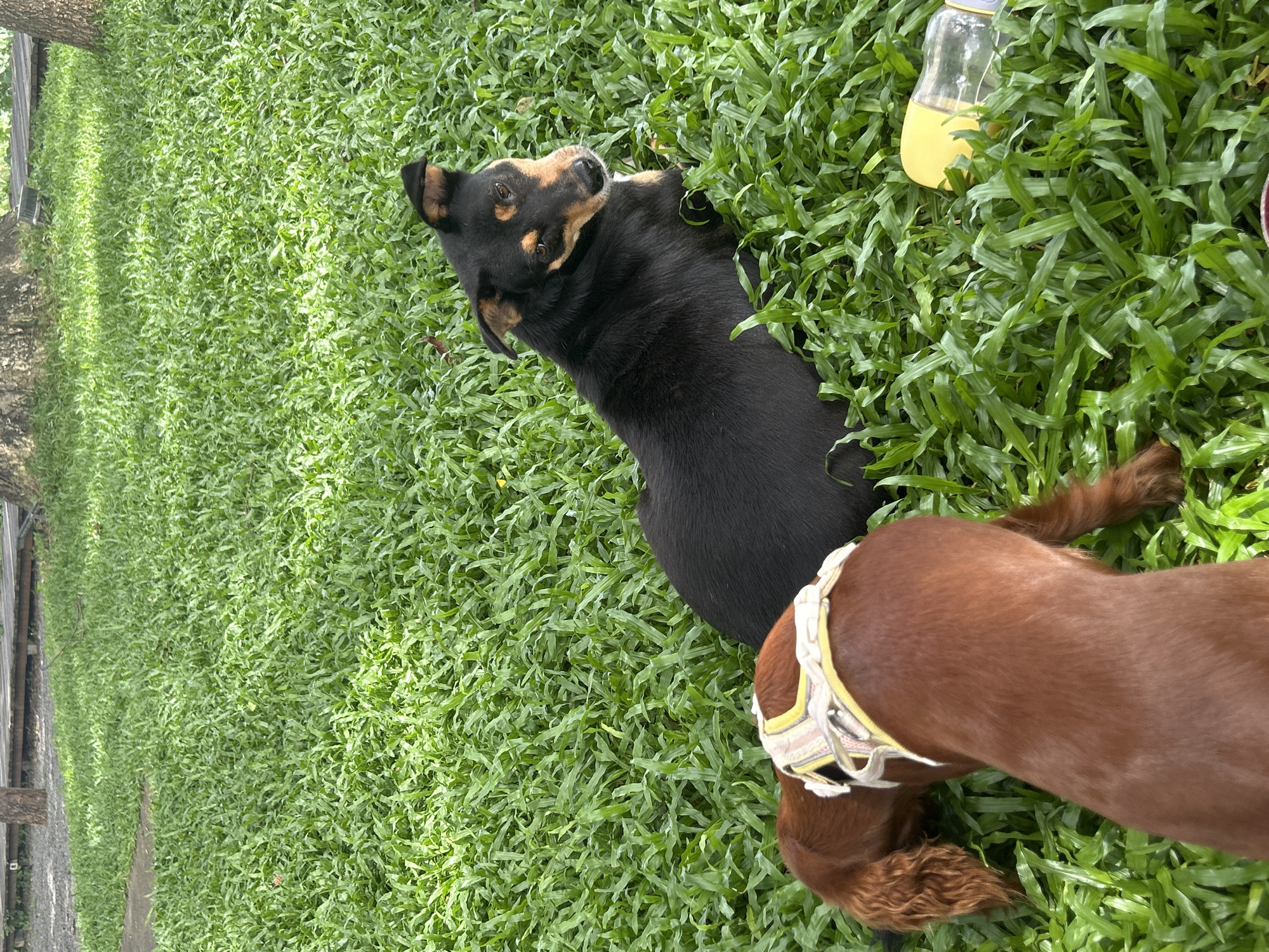 Two dogs are lying on a green grassy area in Tambon San Phi Suea, Thailand. The dog in the foreground is a reddish-brown dachshund wearing a harness. The dog in the background is black and brown and is looking towards the camera. A yellow water bottle is lying in the grass to the right of the dogs. In the background, there is a wooden pathway and trees.