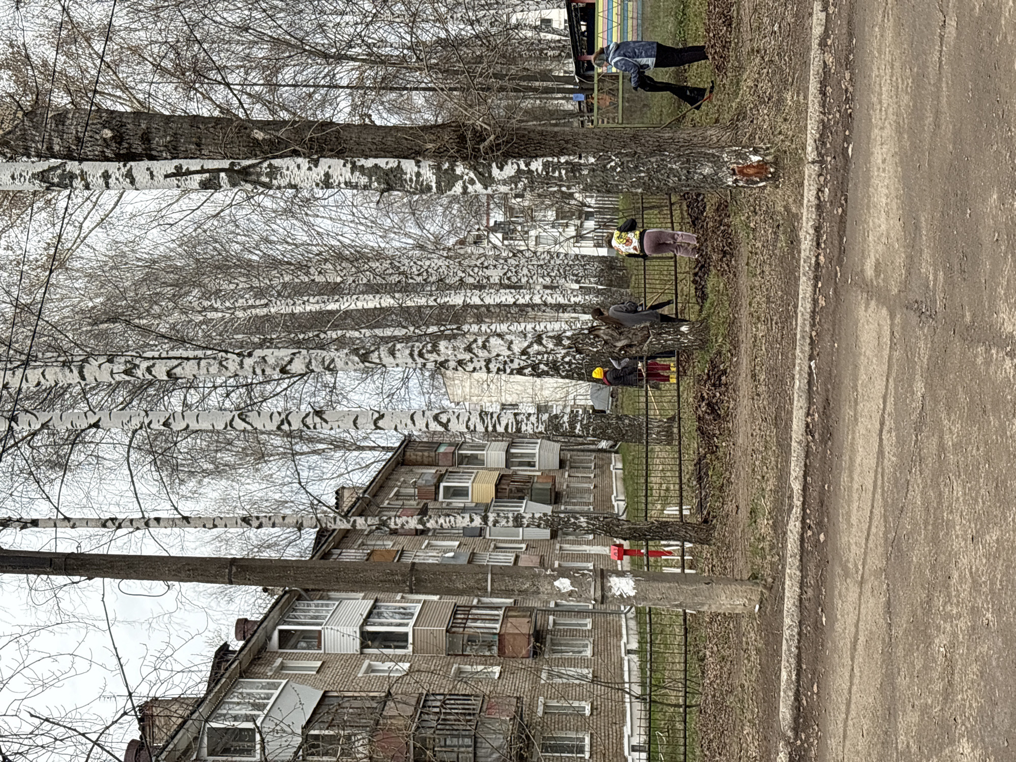 The image presents an everyday street scene in Chaikovsky, Russia, during what appears to be late winter or early spring. On the right, a muted brown dirt or gravel path runs parallel to a narrow strip of ground covered in dry leaves and sparse grass. To the left, a long, linear arrangement of trees, predominantly birch with their characteristic white and black bark, creates an alleyway. Many of these trees are bare, their intricate networks of branches extending upwards against an overcast sky. Some larger, darker-barked trees are also interspersed among the birches.
Behind the trees, a dark metal fence separates the green space from a multi-story residential building. The building's facade is visible on the far left, featuring numerous windows and an assortment of enclosed balconies that vary in style and color, suggesting individual resident modifications.
Several people are engaged in activities along the tree line. In the foreground, a person wearing a blue jacket and dark pants is bending over near a birch tree, with a small, light-colored dog beside them. Further down the alley, another individual in lighter clothing is similarly bent over. Two more figures are visible deeper within the scene: one in dark attire, and another, closer to the building, wearing a yellow hard hat and dark clothing, also in a stooped posture. Their collective stance suggests they might be involved in outdoor work, possibly cleanup or maintenance.
The lighting is soft and diffuse under an overcast sky, casting no harsh shadows. The absence of snow on the ground, combined with the bare branches, strongly indicates a cool, transitional season. The scene conveys a quiet, routine atmosphere. There is no discernible text within the image.