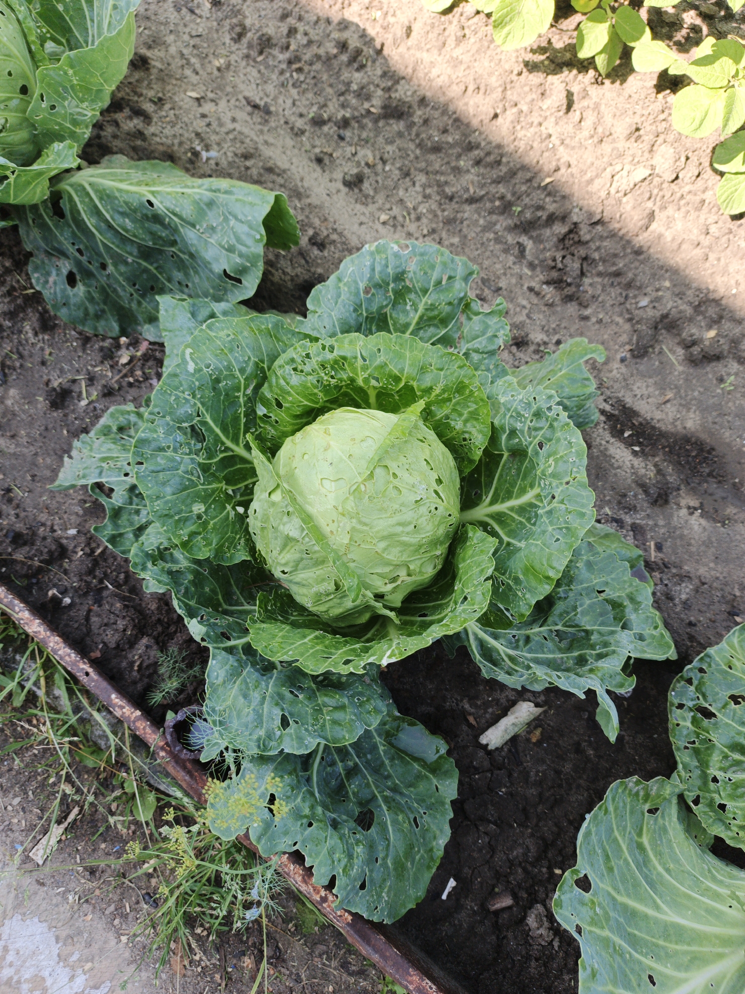A close-up, overhead shot captures a head of cabbage with large, green, textured leaves in a garden. The cabbage is centrally positioned, with its round head partially obscured by its surrounding foliage. Some leaves exhibit small holes, indicative of insect damage. The ground around the cabbage is dark soil, with patches of lighter-colored earth and sparse vegetation. A rusty metal bar runs along the bottom left and bottom edges of the frame. The scene is bathed in natural light, casting shadows across the soil. The image appears to be taken outdoors, likely in a vegetable patch. The specific location in Kazan, Russia, cannot be determined from the visual information provided.