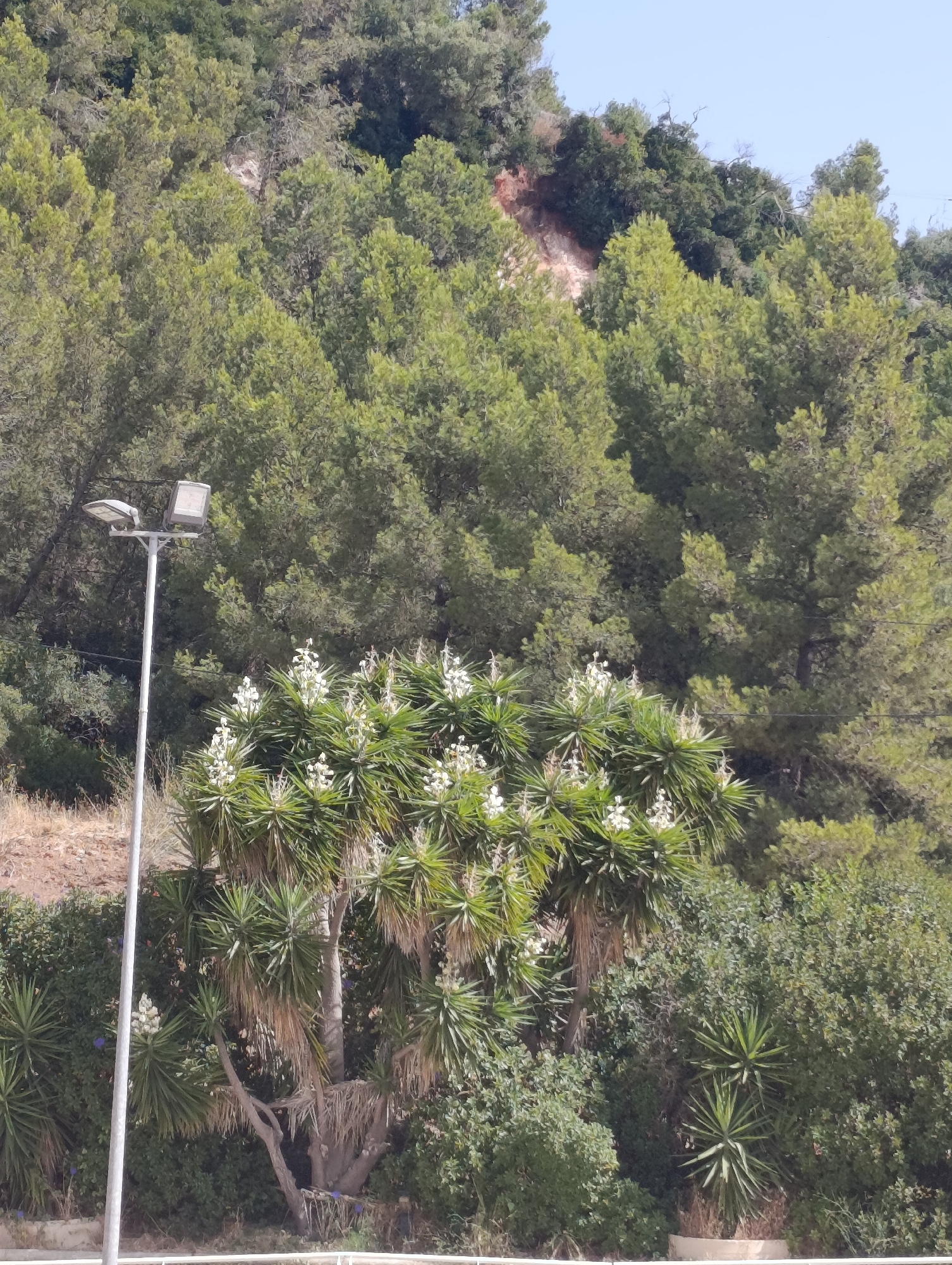 The image shows a natural landscape with lush green trees and vegetation, likely on a hillside. In the foreground, a tall, metallic pole supports two outdoor lights, one on each side, positioned at the top. To the right of the pole, a yucca plant with white flowers is prominently displayed, characterized by its spiky, sword-shaped leaves. The background is dominated by dense, varied trees, with a hint of a rocky, reddish-brown slope visible through the foliage at the top. The sky is a clear, light blue. The overall scene suggests an outdoor setting, possibly a park or a natural area within or on the outskirts of a city. Given the context of Setúbal, Portugal, this could depict a scene from one of the many green spaces or natural parks found within or near the city, such as the Parque Natural da Arrábida, which is known for its rich vegetation and hilly terrain overlooking the Atlantic.