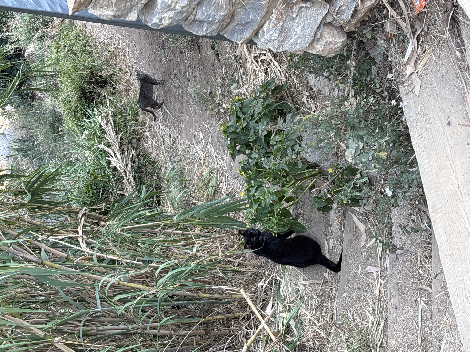 Two cats are visible in an outdoor, natural environment, likely near Calella De Palafrugell, Spain, given the arid vegetation and stone wall. The primary subject is a black cat sitting on a dirt path, facing left, with its tail curled around its body. To its right, a small green plant with yellow flowers is growing. In the background, further up the path, a second cat, a tabby with grey and brown stripes, stands facing the viewer. The path appears to be made of dirt and scattered dry leaves and straw. A tall, dense cluster of green and brown reeds or tall grasses dominates the left side of the frame, with a section of a rough stone wall visible on the right. The overall impression is one of a somewhat unkempt, natural outdoor space, possibly a trail or a garden edge.