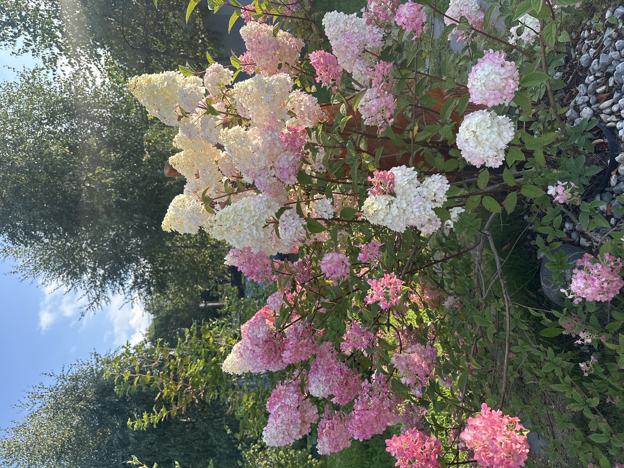 In Kutukovo, Russia, a blooming hydrangea bush displays its vibrant pink and white conical flowers against a backdrop of green trees and a bright blue sky. The flowers, a mix of white at the top and fading to pink towards the bottom, are densely packed and create a striking visual. Some smaller clusters of pink flowers are visible at the lower part of the bush. The ground around the bush is covered with grey stones and green grass. Sunlight filters through the trees, casting a gentle glow on the scene.