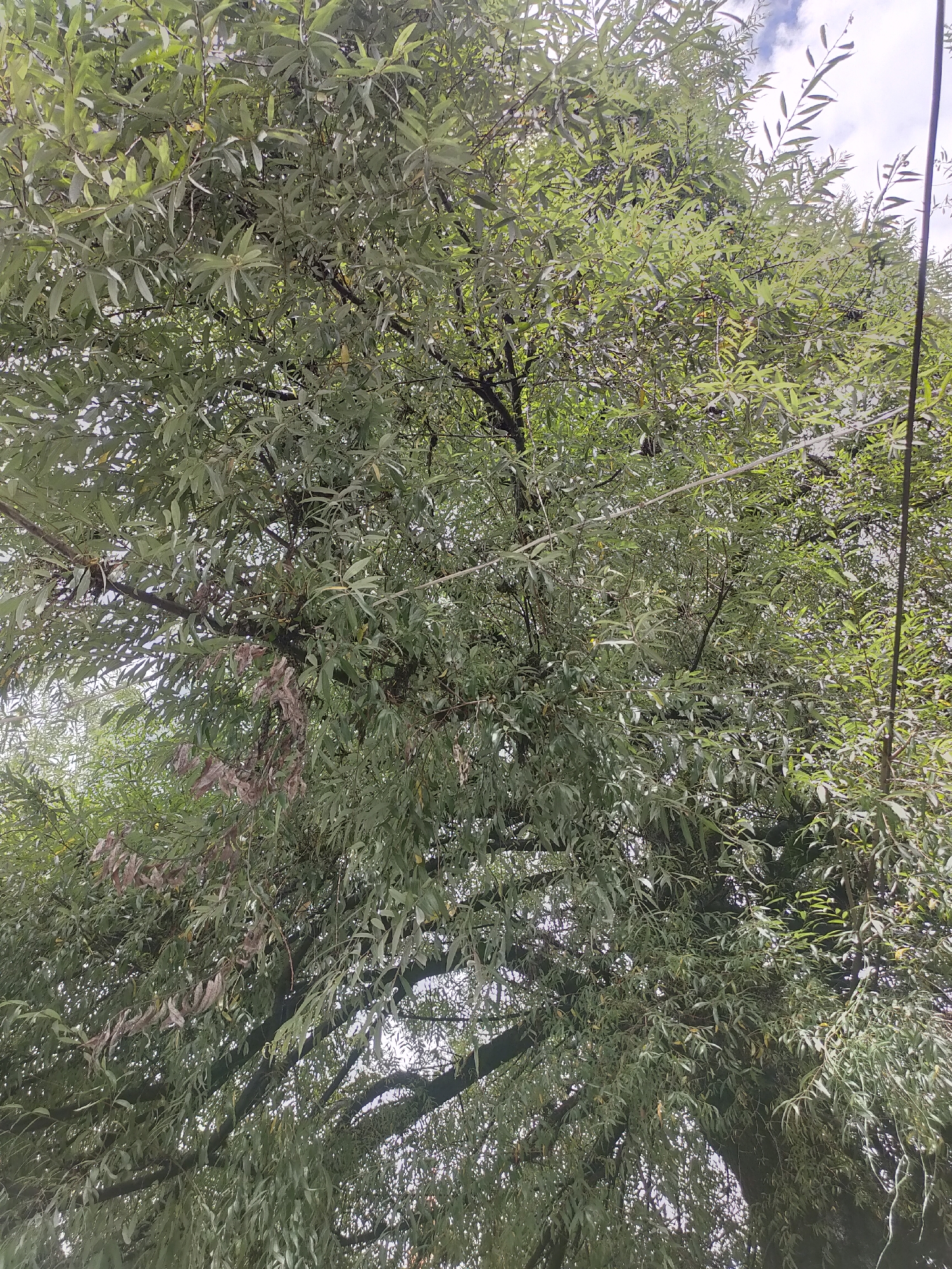 The image shows a dense canopy of a weeping willow tree with long, slender green leaves. The branches are dark and thick, crisscrossing through the foliage. Some of the leaves appear to be drying and turning a light brown, particularly in the lower center of the image. Faint, thin wires or cables are visible amongst the branches, running horizontally across the frame. The sky, peeking through the leaves in some areas, appears to be overcast with patches of white clouds. This image is not set in a specific location within Burwa, India, and does not contain any people, actions, or interactions. It is a close-up, upward-facing view of the tree's foliage.