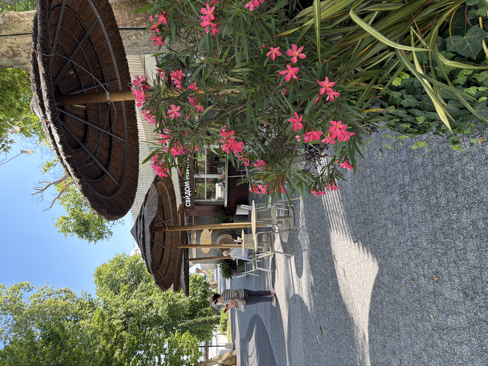 In Sochi, Russia, an outdoor cafe setting is depicted under a clear blue sky, suggesting a warm day. The scene features several thatched umbrellas providing shade over tables and chairs. In the foreground, a lush plant with vibrant pink flowers and long, striped green leaves is prominent. To the left, a woman wearing a striped t-shirt and grey pants stands looking at her phone, holding a light-colored bag. Further into the background, a child sits at one of the tables. A cafe with a counter and outdoor seating is visible behind the tables. The ground is paved with a speckled grey material, and dappled shadows from the umbrellas and trees create a visually interesting pattern. Green trees line the area, adding to the natural ambiance.