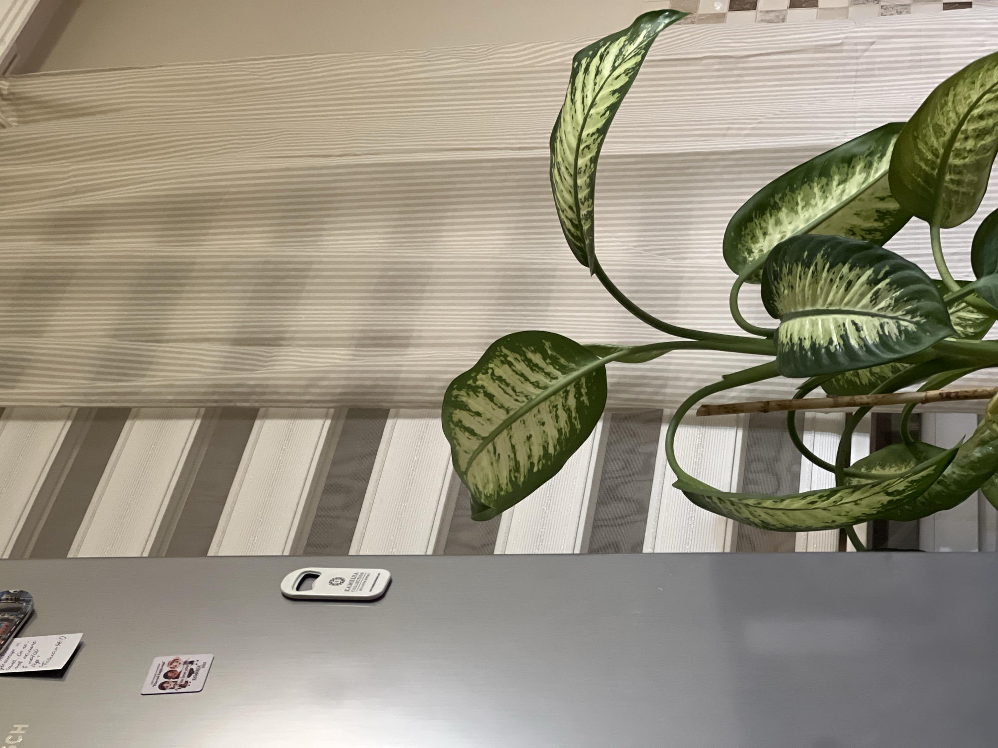 A plant with large, variegated green and white leaves is positioned in the foreground. The plant is supported by a light brown wooden stake. Behind the plant, there is a window with striped blinds, a grey refrigerator with several magnets attached to it, and a curtain with vertical white and beige stripes. The blinds appear to be a roller type with alternating opaque and sheer horizontal bands. The overall scene suggests an indoor domestic setting, possibly a kitchen or living area. The presence of a refrigerator implies a residential space. The lighting suggests it is daytime, with light filtering through the blinds and curtain, casting subtle shadows. There is no clear indication of the city of Antalya, Turkey, or any specific location within it.