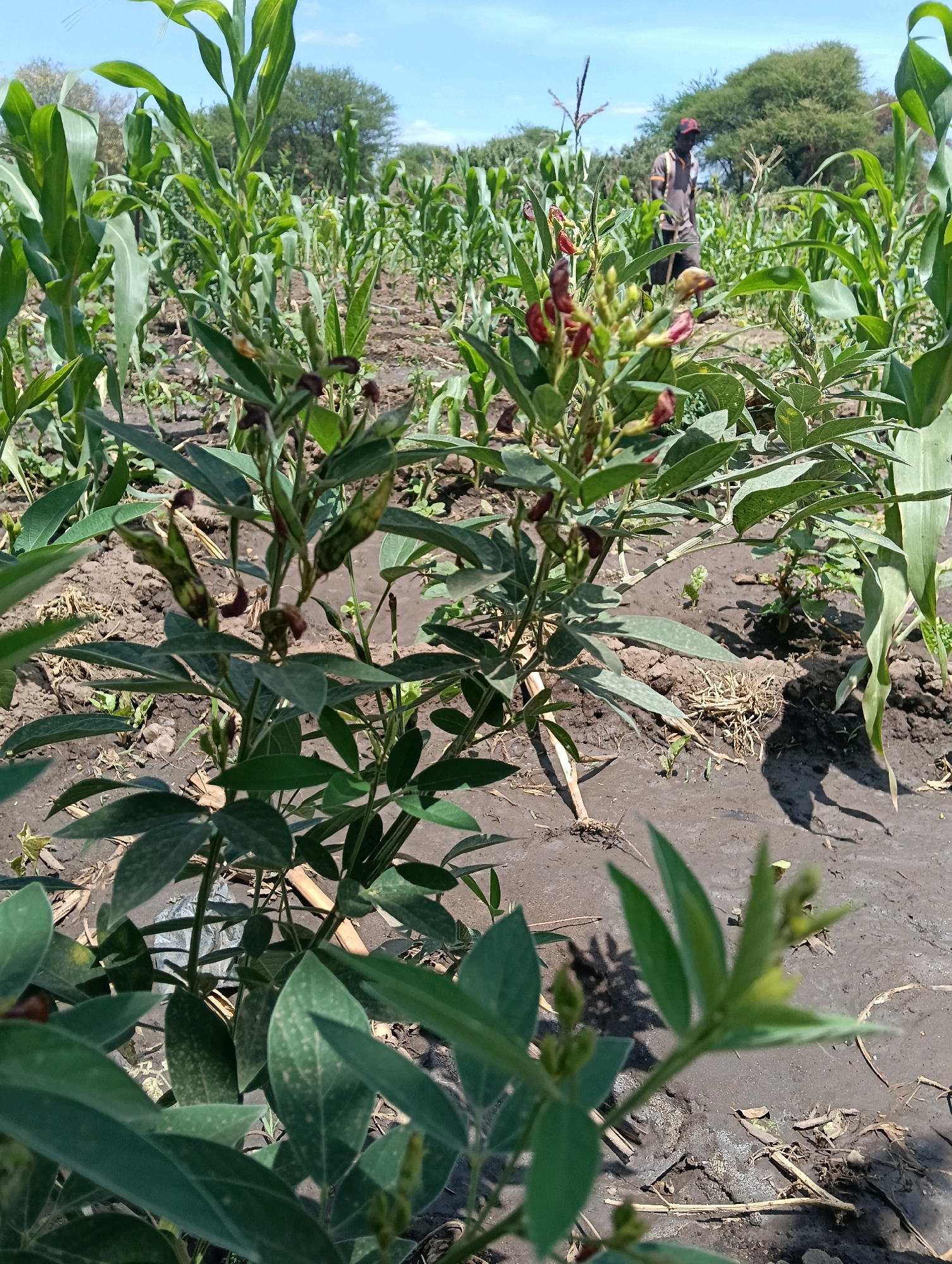 The image depicts a field in Mutitu/Kaliku Ward, Kenya, showcasing a mixed crop cultivation of maize and pigeon peas. In the foreground, a pigeon pea plant with green leaves and developing pods, some showing dark brown discoloration, is prominently featured. Its reddish flowers are also visible. The plant is growing in dark, moist soil, with some dry plant debris scattered on the ground. Behind this, rows of tall, green maize plants stretch into the distance. A man, wearing a dark shirt and a red cap, walks through the maize field, partially obscured by the vegetation. The environment appears to be a rural agricultural setting under a clear blue sky.