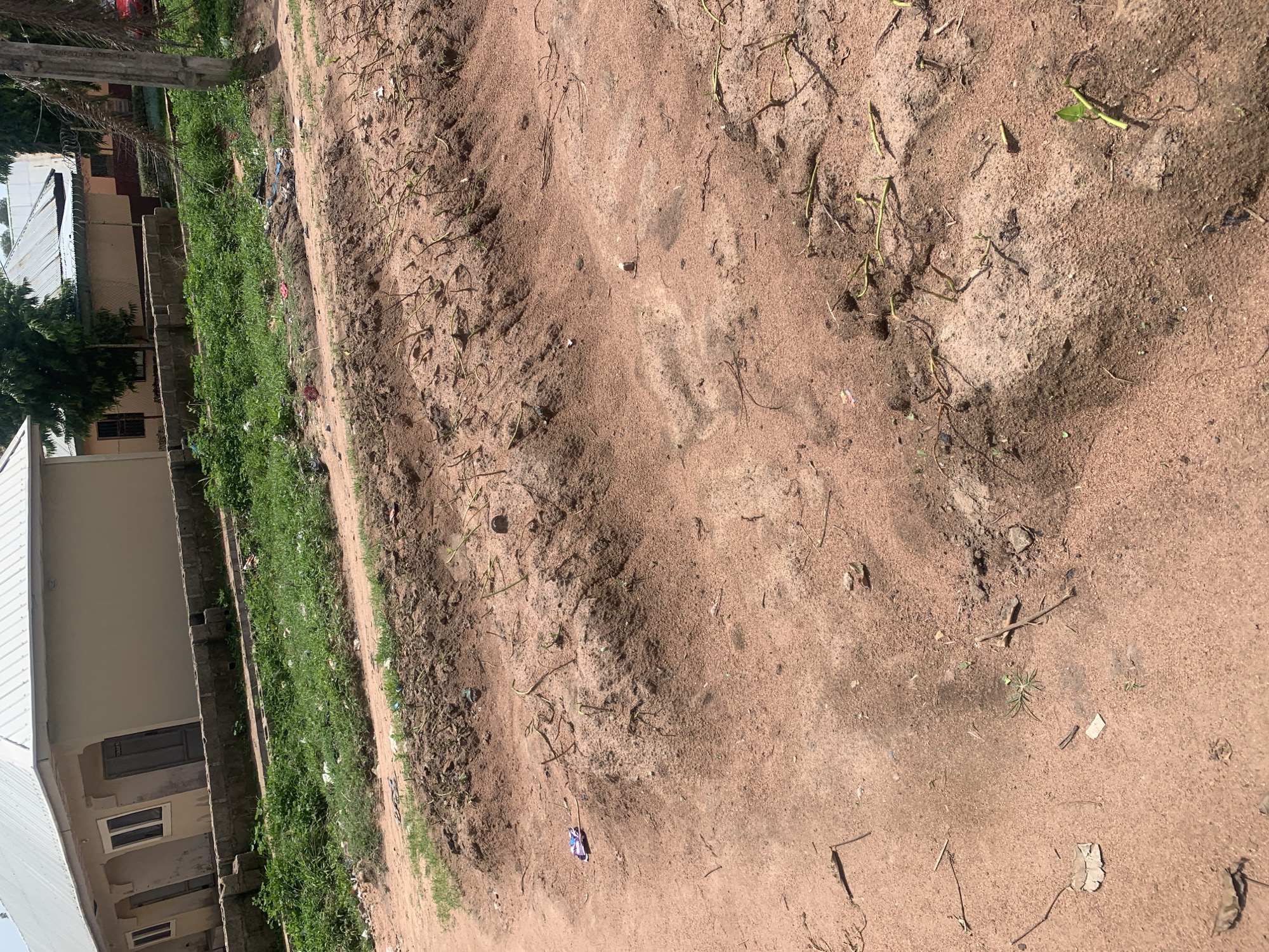 This image depicts an outdoor scene in Jauro Yinu, Nigeria. The foreground is dominated by reddish-brown dirt with a slightly uneven surface, showing signs of being disturbed with some small mounds and depressions. Scattered across the dirt are dry leaves, twigs, and a few small green sprouts. In the middle ground, a line of low, rough-hewn stone wall separates the dirt area from a patch of dense green grass and vegetation. Beyond the grass, a light-colored building with a metal roof is visible. The building has several windows with dark frames and a light-colored facade. Further in the background, more buildings with similar roofing and trees are present. The overall impression is of a semi-urban or peri-urban environment, possibly a residential area under development or with less formal infrastructure.