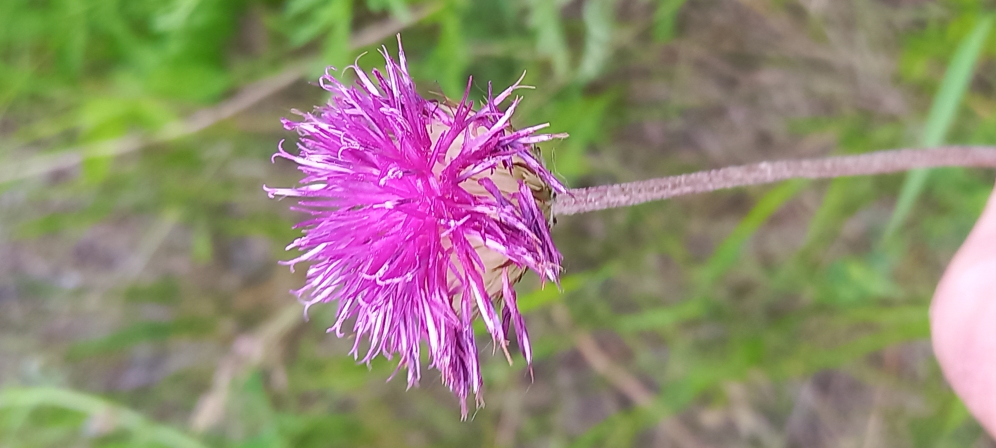 The image shows a close-up of a thistle flower in bloom. The flower head is a vibrant pink/purple color with numerous spiky petals. The stem of the thistle is visible, extending horizontally from the flower head towards the right side of the image. The background is a blurry green, suggesting grass or other vegetation. The exact location within Kryvyi Rih, Ukraine cannot be determined from the image alone. There are no people visible in the frame. The flower is the primary subject. The surrounding vegetation forms the environment.