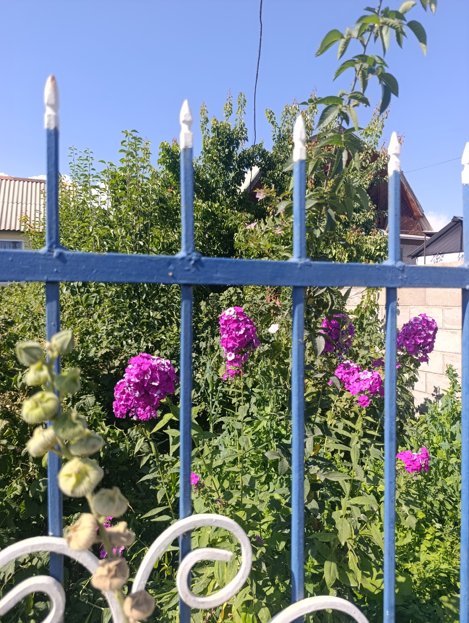 A vertical, eye-level shot shows a blue metal fence in the foreground. The fence has vertical bars topped with pointed white caps. Behind the fence, green foliage and clusters of bright pink flowers are visible. In the background, a house with a white roof and wooden accents can be seen, along with a brick wall. The sky is a clear, bright blue. The scene appears to be in Bosteri, Kyrgyzstan.