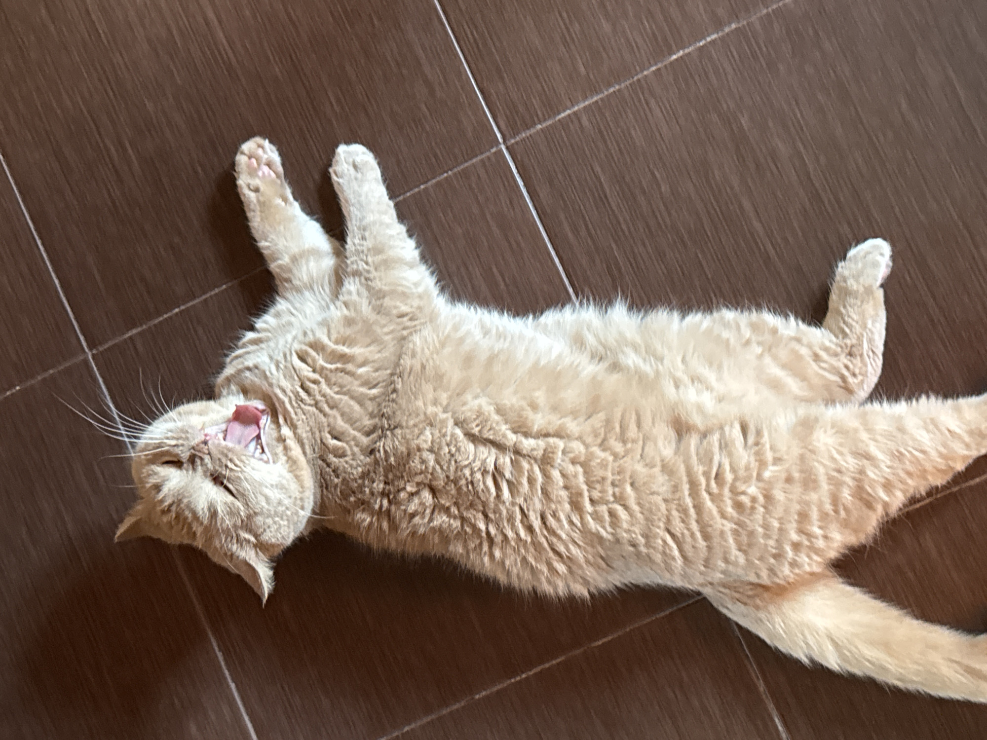 An orange cat is lying on its back on a brown tiled floor, with its mouth wide open in a yawn. The cat's eyes are closed, and its paws are spread out. The floor is tiled with brown square tiles. The lighting suggests the image was taken indoors.