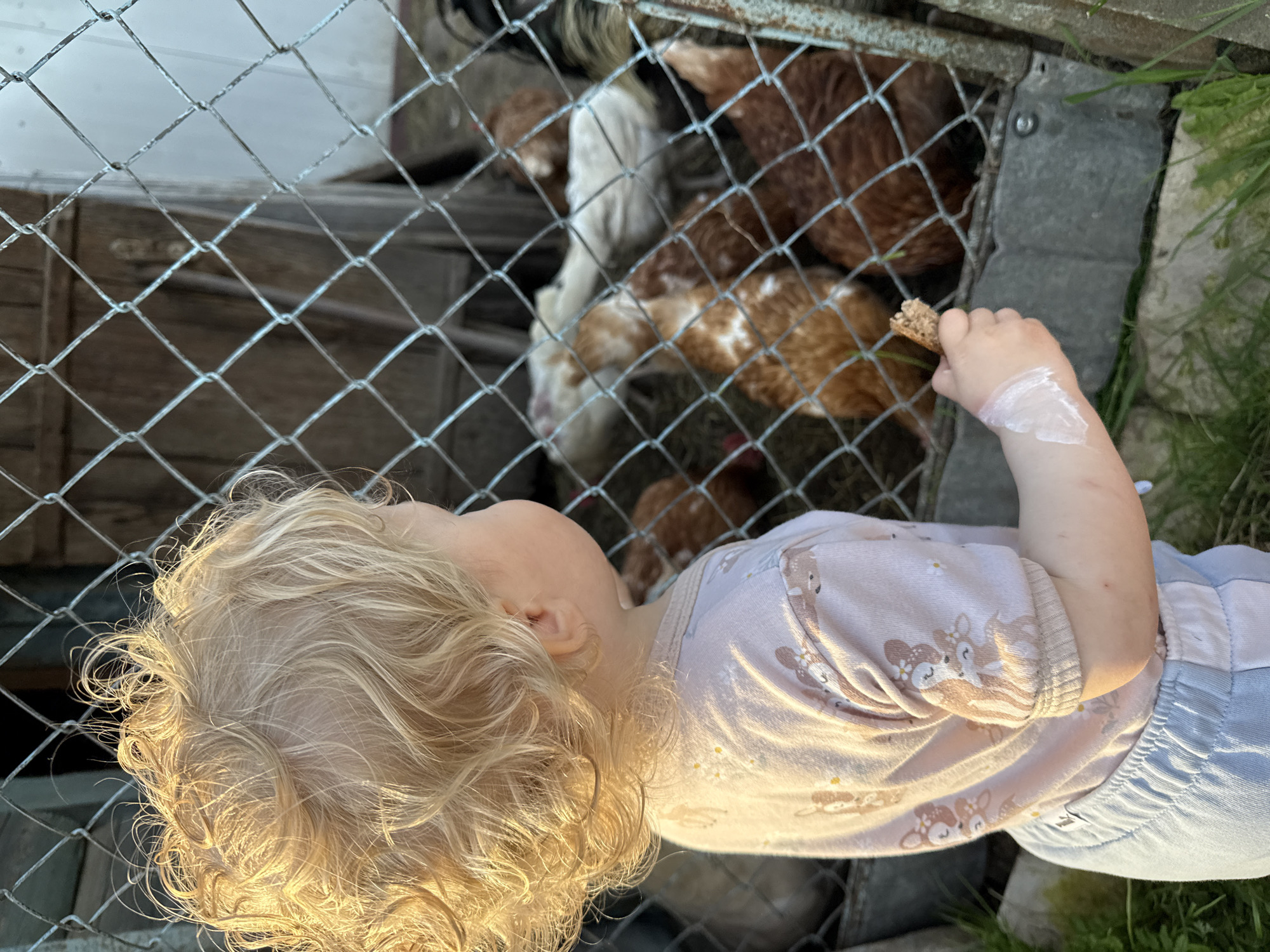 A young child with bright, curly blonde hair is seen from above and behind, feeding chickens through a chain-link fence. The child, dressed in a pink long-sleeved top with fawn and flower patterns and light blue bottoms, holds a piece of dark bread or crust in their right hand, extending it towards the chickens. A white creamy substance, possibly sunscreen, is visible on the child's right forearm.
Behind the fence, several chickens are visible, a mix of brown, white, and spotted orange-brown feathers. They appear to be gathered near the fence, seemingly interested in the food. The enclosure for the chickens includes wooden structures or crates in the background. Green grass is visible at the edge of the fence and around the child's feet.
The lighting suggests late afternoon or early morning, with warm sunlight illuminating the child's hair and the left side of their body. The overall scene depicts a gentle interaction between the child and farm animals. No visible text is present in the image. The location context is Красный Маяк, Russia.