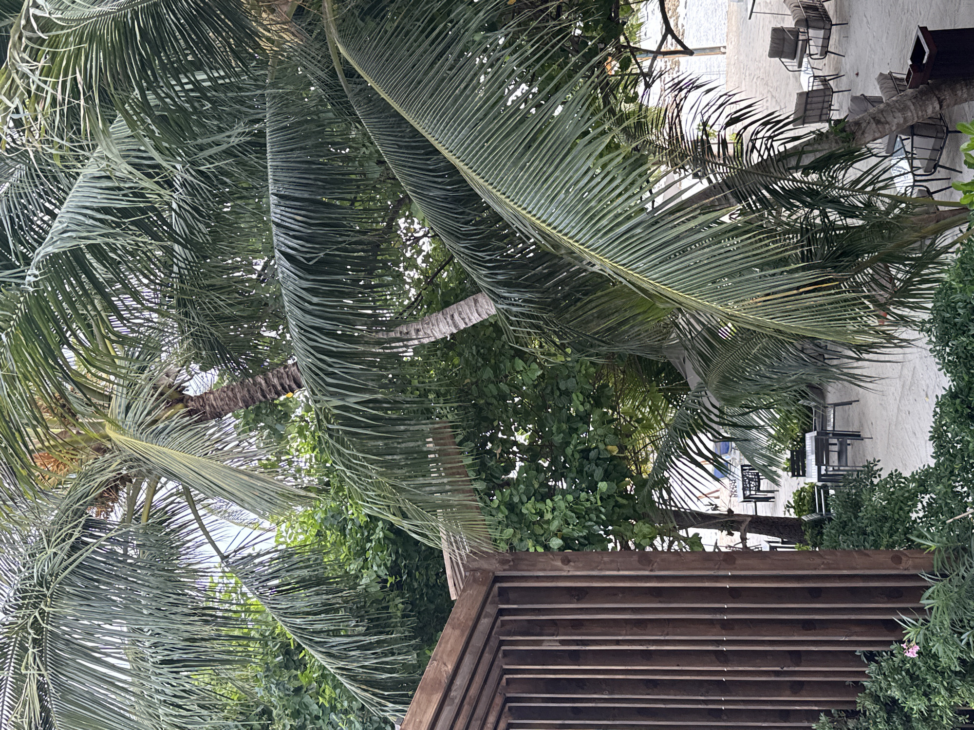This image depicts a tropical outdoor seating area with palm trees. In the foreground, a wooden structure with vertical slats stands on the left. To the right and behind this structure, palm fronds dominate the scene, with their long, thin leaves creating a dense canopy. The ground appears to be sandy, suggesting a beach or coastal location. Several tables with chairs are visible in the background, some set up for dining and others arranged for lounging. The tables are dark, and the chairs are either dark metal or upholstered in a neutral color. In the far background, a body of water, likely the ocean, is visible. The environment is lush and green, with the palm trees and other foliage creating a natural, shaded atmosphere. The scene captures a peaceful and relaxing outdoor setting, characteristic of resorts or private residences in tropical locations. This scene could be found in Felidhoo, Maldives, known for its picturesque beaches and palm-fringed islands.