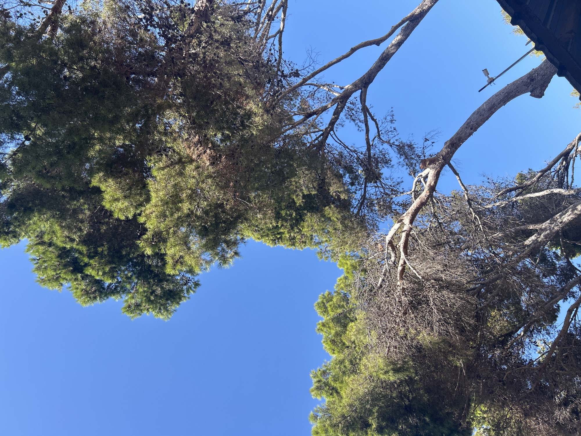 The image shows a view looking up at pine trees against a clear blue sky. The trees are tall and their branches spread out, with some showing signs of dryness and loss of needles. The bottom right of the image shows a dark, sloped roof structure. In the distance, a pole with what appears to be two white sensors or lights is visible. The scene is outdoors, under bright daylight conditions, suggesting a sunny day. The overall impression is one of natural foliage against an open sky, with a man-made structure at the edge of the frame. The location is specified as Cala Lliteres, Spain.