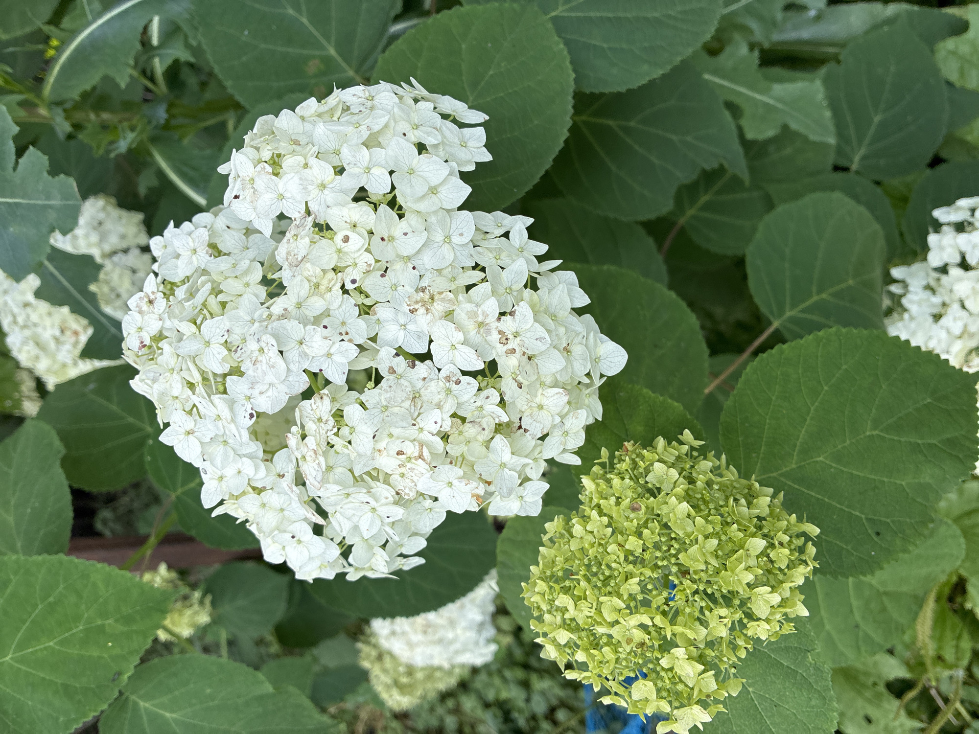 This is a close-up, eye-level, outdoor photograph of white hydrangea flowers and green leaves. The primary focus is on a large, white flower cluster in the upper right quadrant of the image, composed of many small, individual florets, some of which show browning and imperfections. To the lower left of this cluster is a smaller, spherical flower bud or young bloom, colored a vibrant light green, also made up of numerous tiny florets. Large, dark green leaves surround the flowers, providing a lush backdrop. The lighting suggests it is daytime, with natural light illuminating the scene. The location in Chernoyarskaya, Russia, is inferred from external metadata. There are no people or animals visible in the image. The overall impression is of a garden or natural setting.