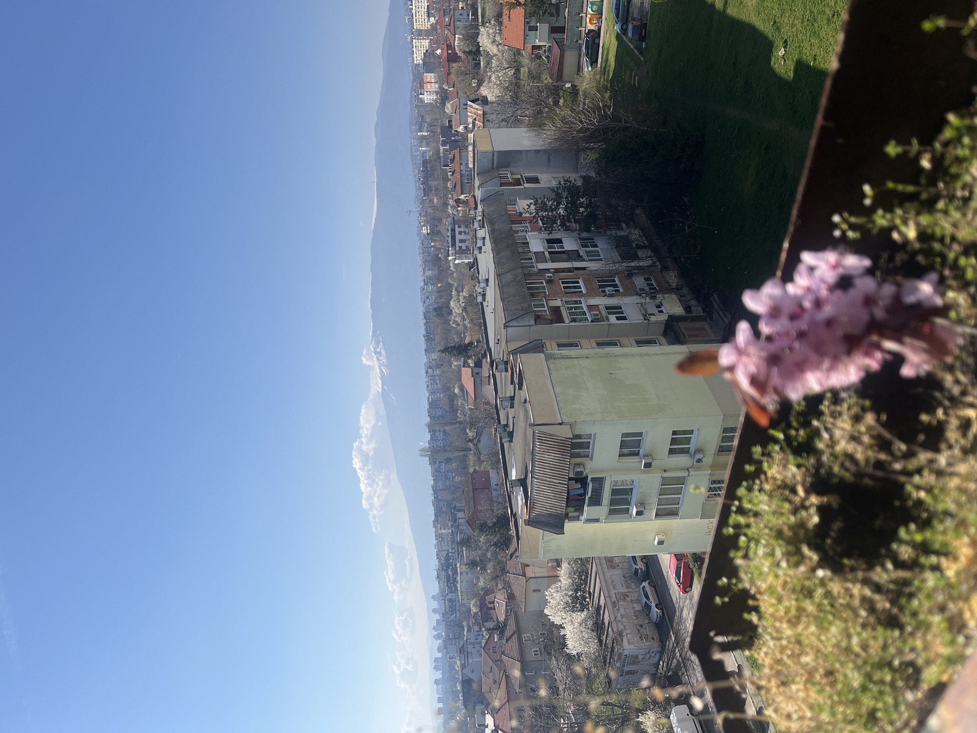 The image depicts a view from a high vantage point, possibly a balcony, overlooking a section of Sofia, Bulgaria. In the foreground, blurred pink blossoms and vegetation on the edge of the balcony draw attention. The urban landscape stretches into the distance, featuring a mix of residential buildings with varying heights and architectural styles, many with orange-tiled roofs and others with apartment windows. Numerous trees, many in bloom with white flowers, are interspersed among the buildings. A mountain range appears on the horizon, partially obscured by a layer of haze or clouds. The sky is a clear, bright blue. A grassy area is visible in the upper right corner of the frame. Cars can be seen parked along the streets below.