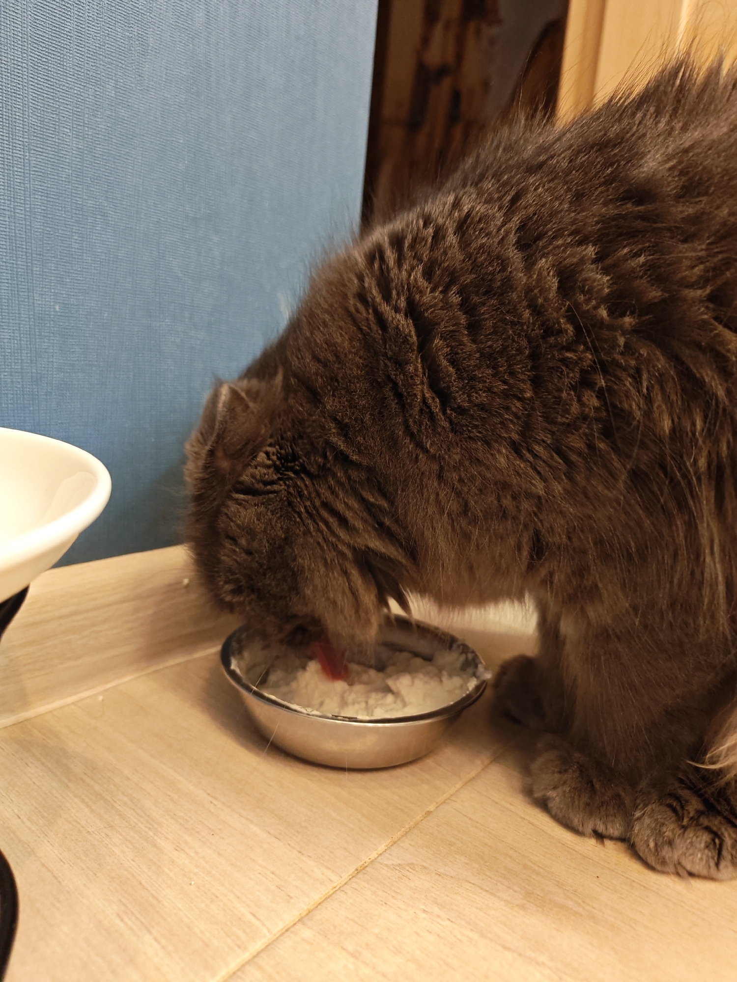 A grey cat is eating from a silver bowl on a light-colored wooden surface. The cat is positioned in the center right of the frame, with its head down, actively eating from the bowl. To the left of the cat and the bowl is a white ceramic dish, partially visible. The background consists of a textured blue wall on the left and a wooden element on the right. The scene appears to be indoors, possibly in a domestic setting, with no indication of the city of Bataysk, Russia.
